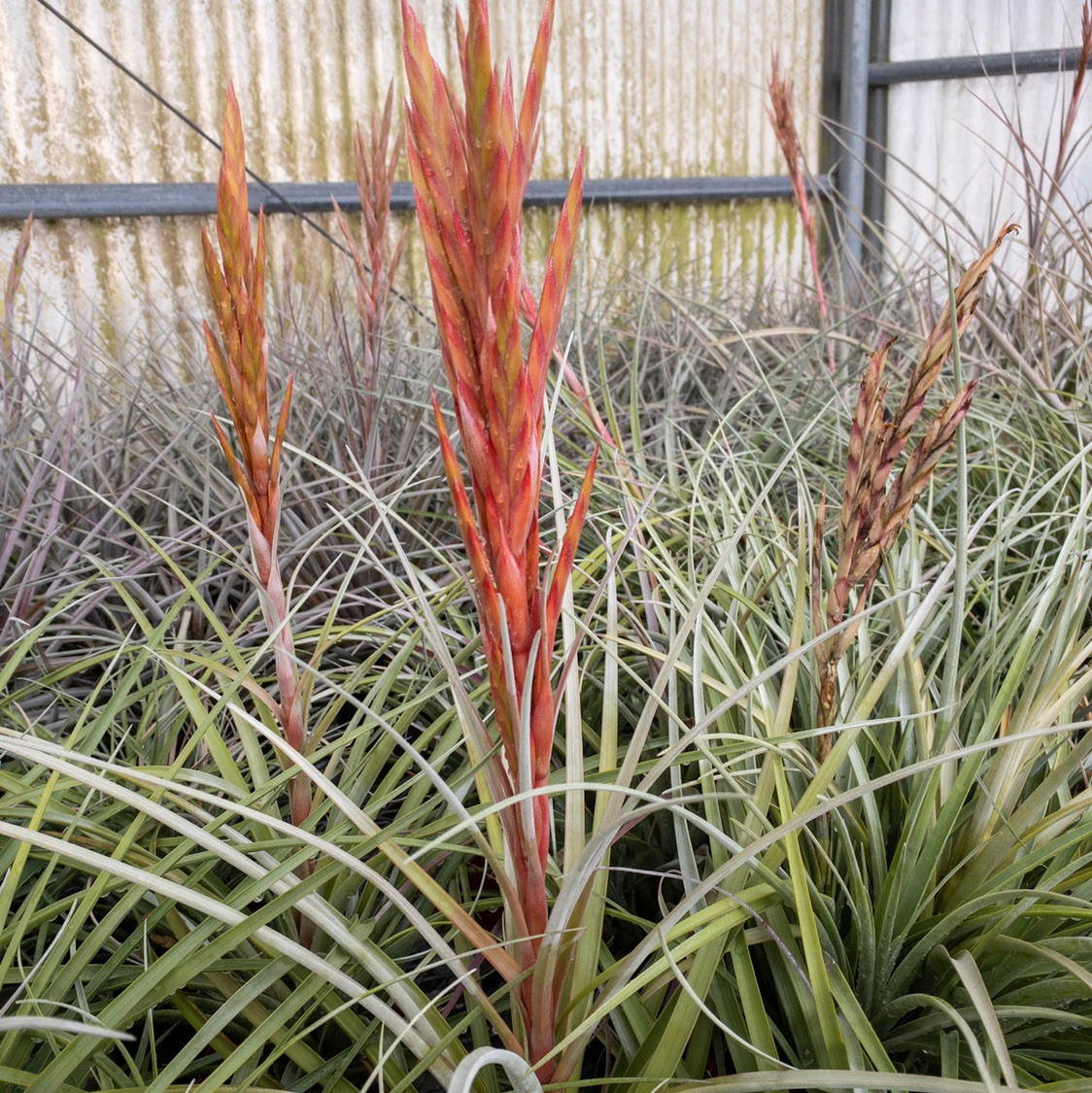 Tillandsia fasc. v. densispica (Fl.) x schusteri - Bird Rock Tropicals
