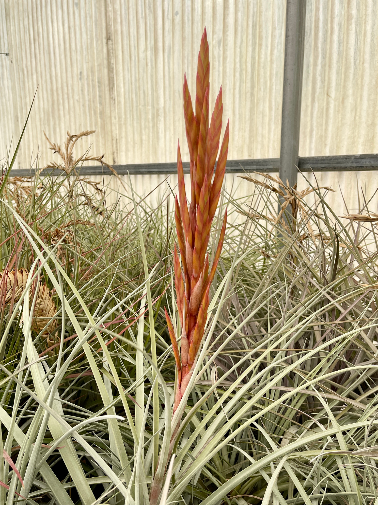 Tillandsia fasc. v. densispica (Fl.) x schusteri - Bird Rock Tropicals