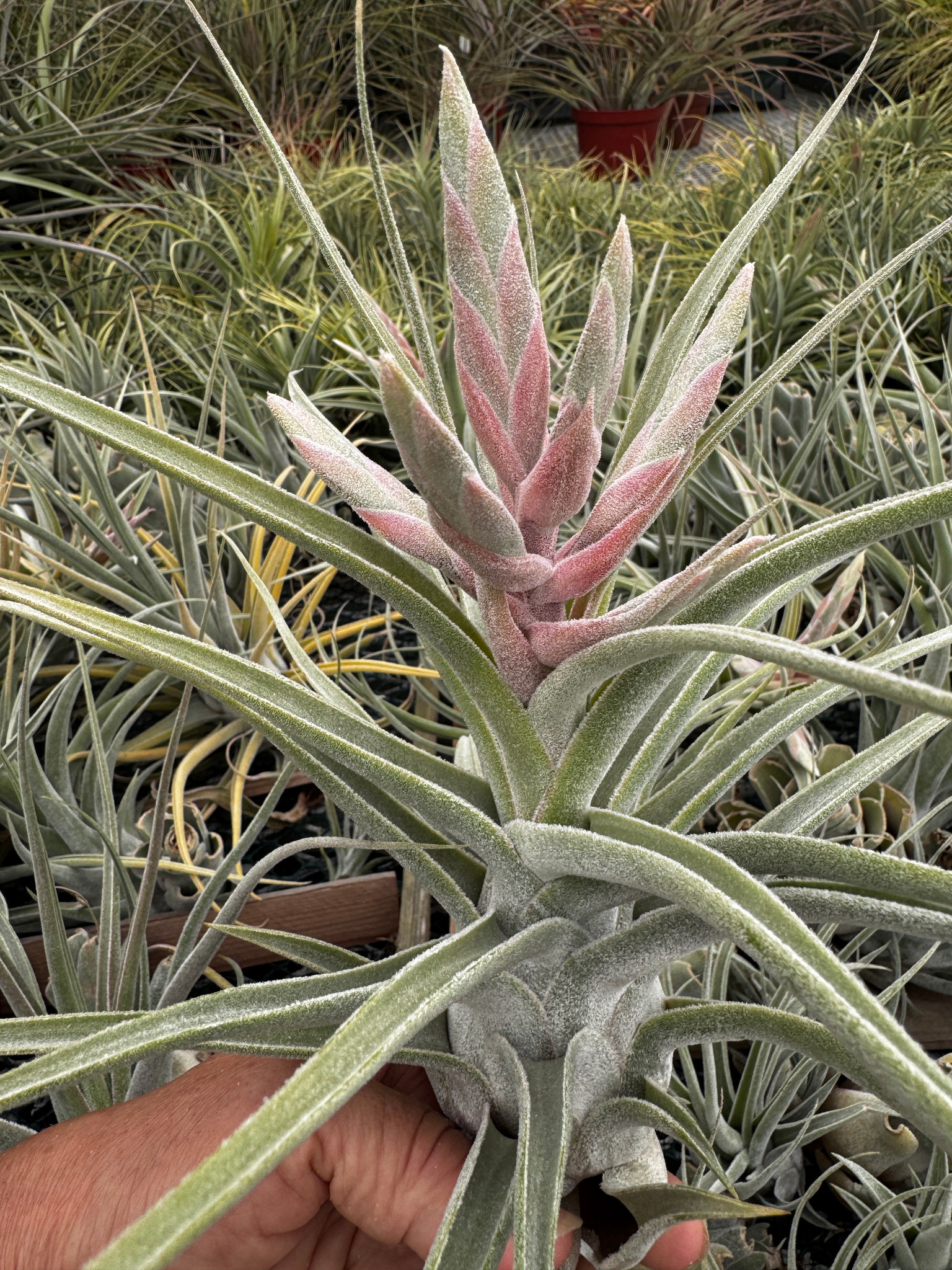 Tillandsia (ehlersiana x seleriana) x seleriana - Bird Rock Tropicals
