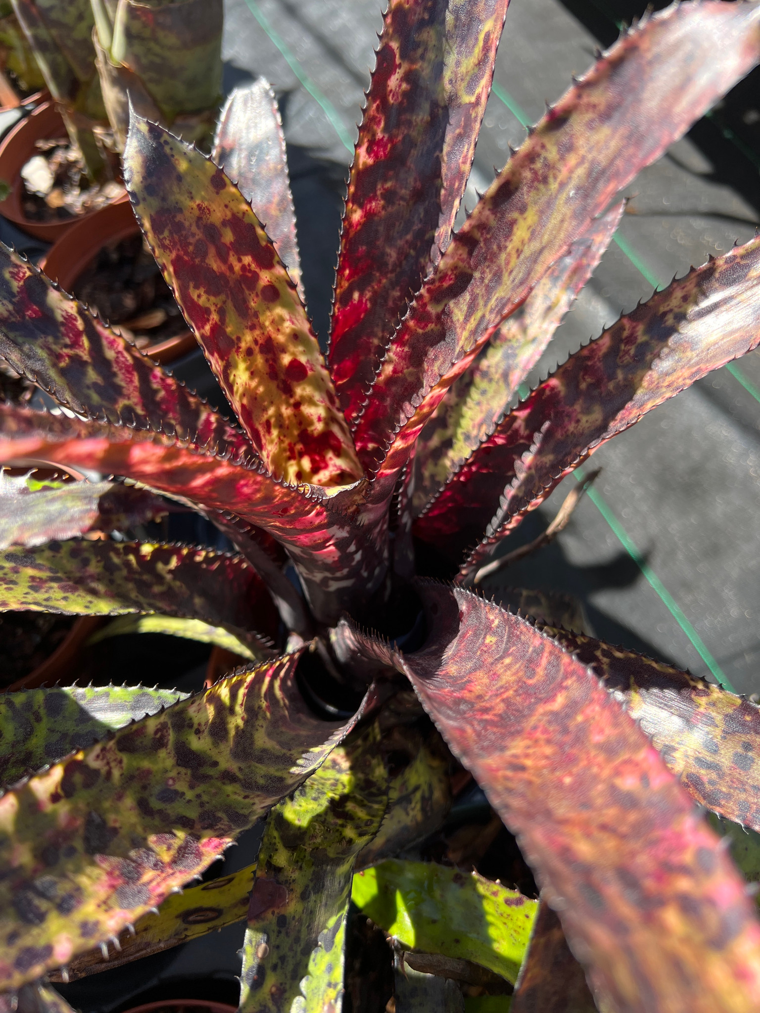 Aechmea orlandiana 'Rainbow' - Bird Rock Tropicals