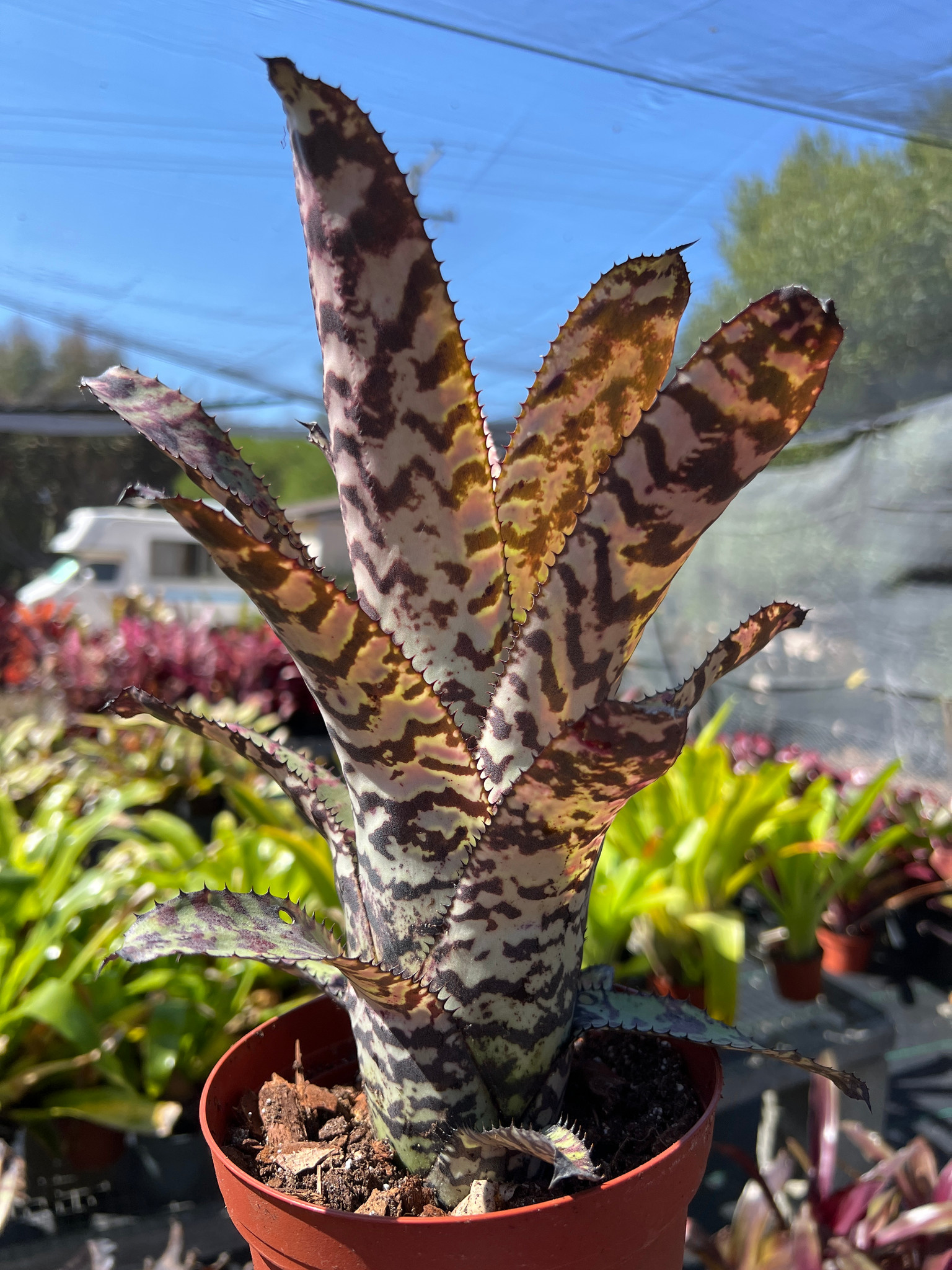 Aechmea Bert (orlandiana x fosteriana) - Bird Rock Tropicals