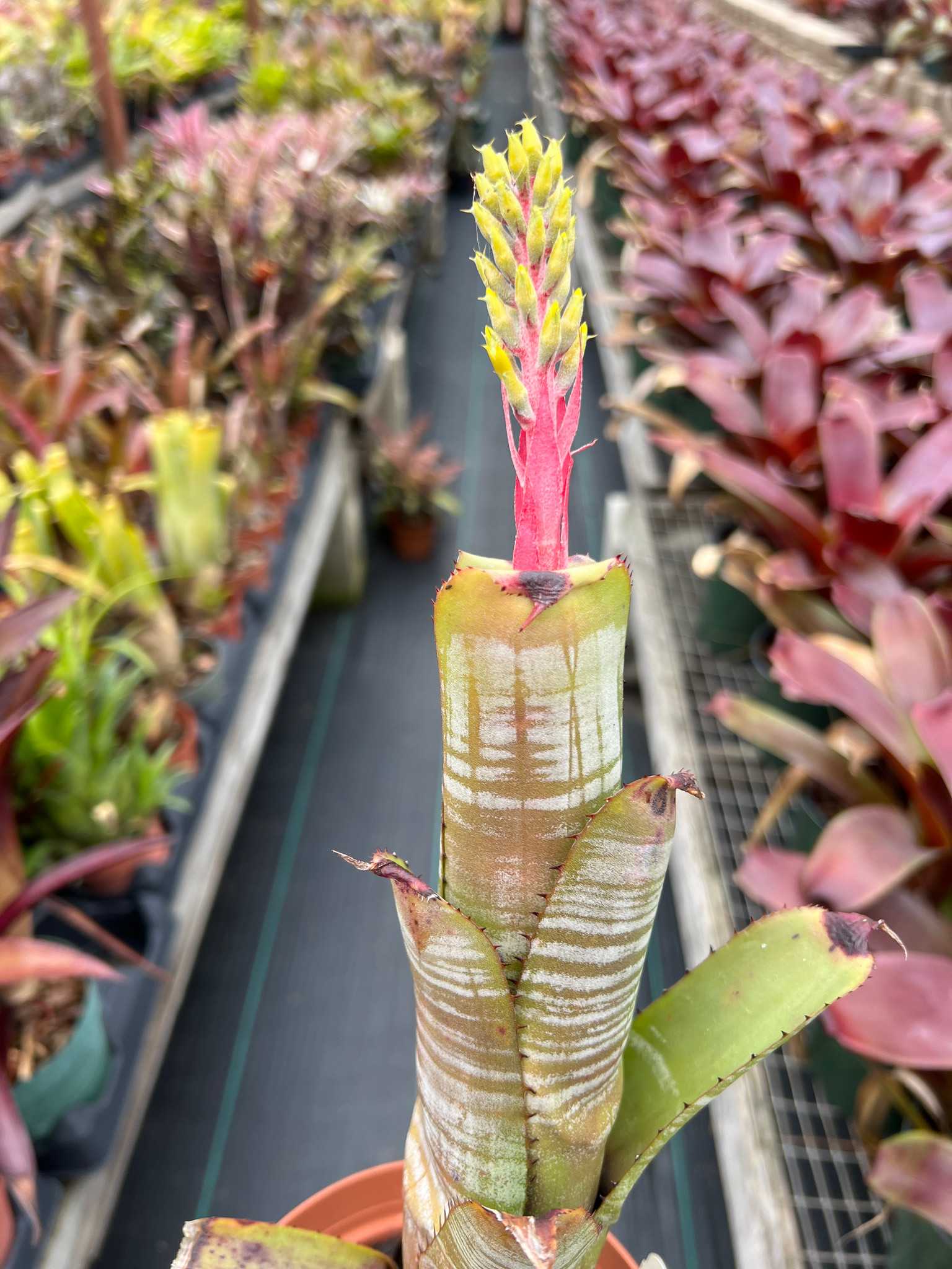 Aechmea nudicaulis 'Silver Streak' - Bird Rock Tropicals