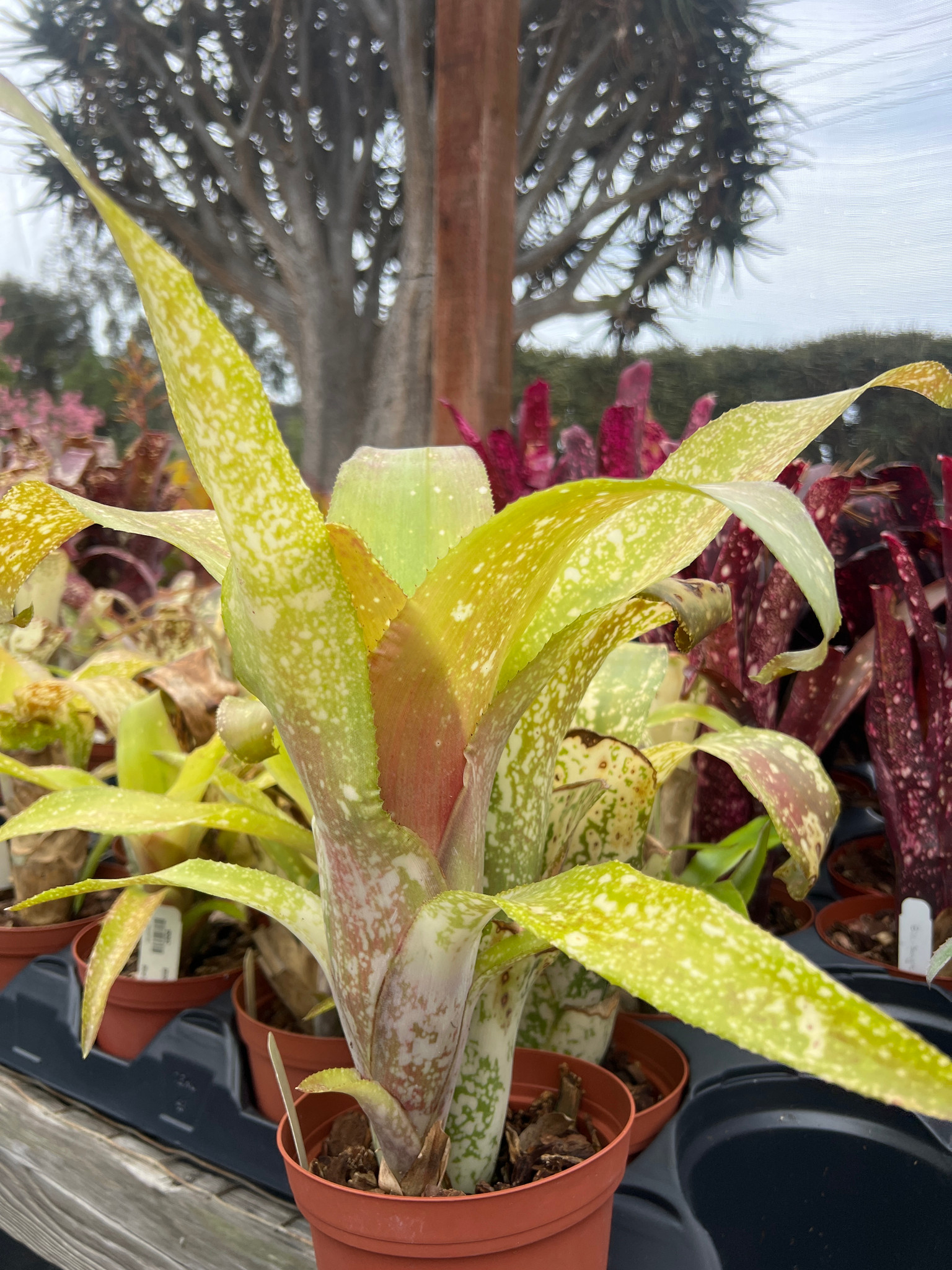 Billbergia 'Fiesta' - Bird Rock Tropicals