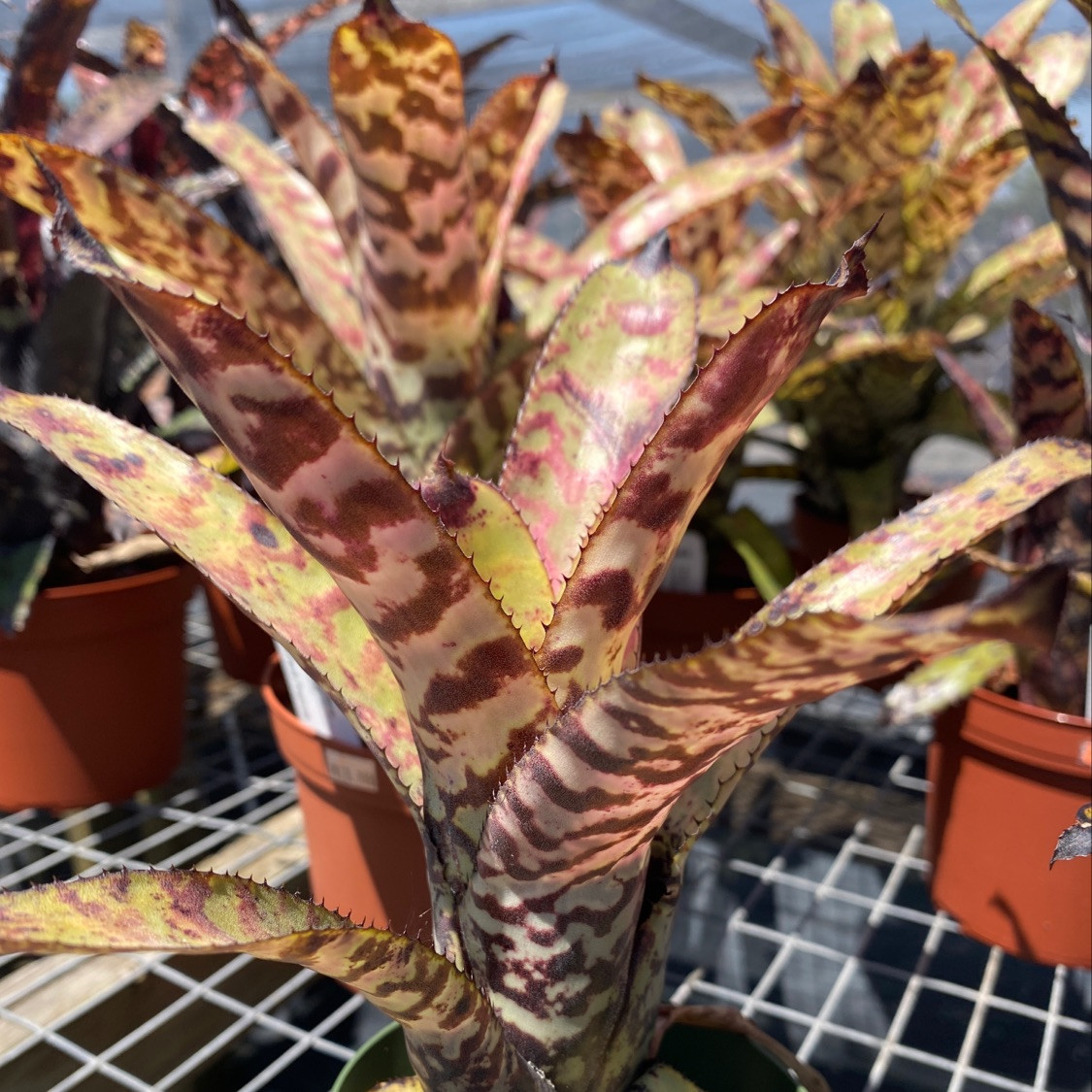 Aechmea orlandiana - Bird Rock Tropicals