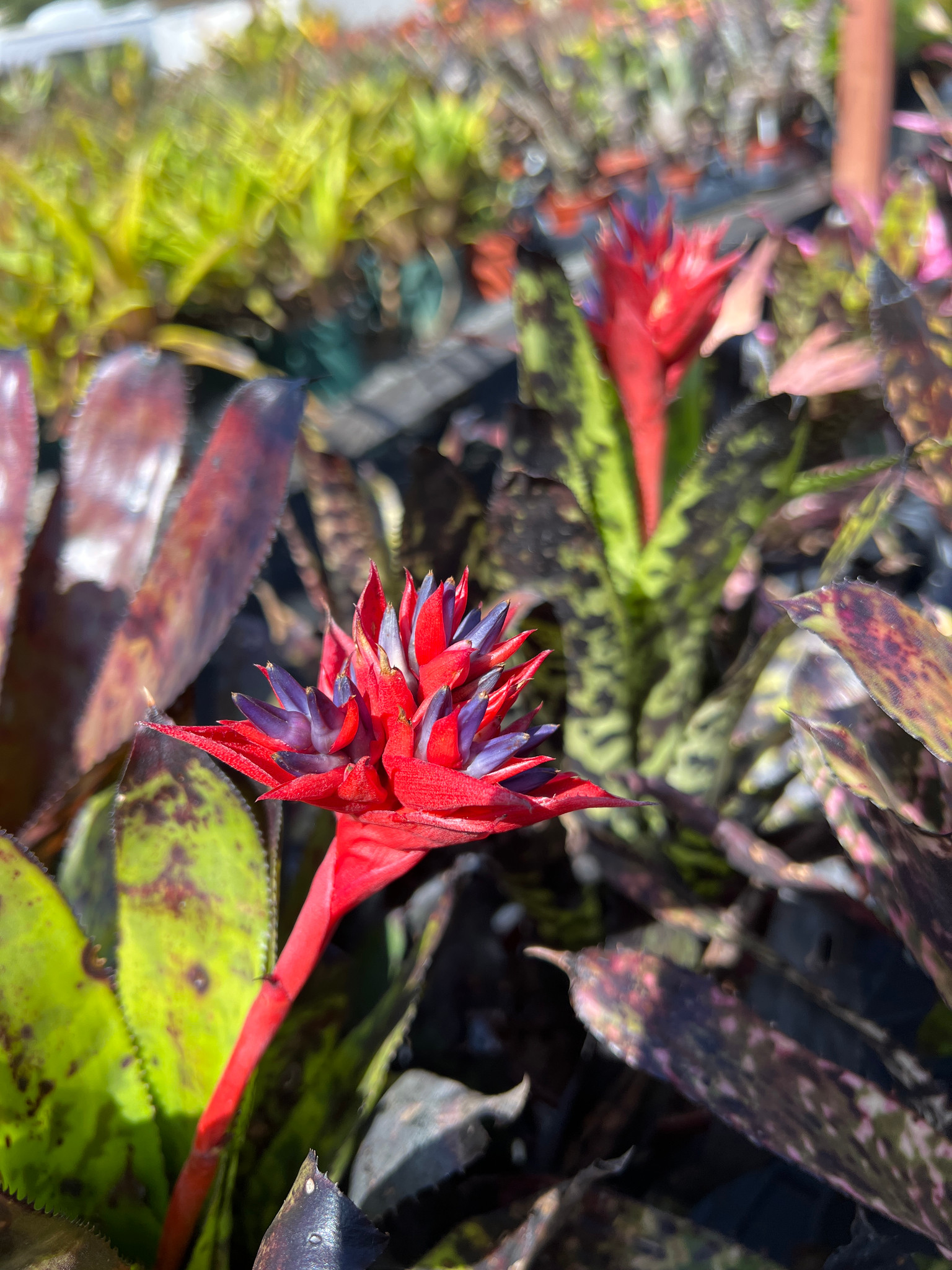 Aechmea orlandiana