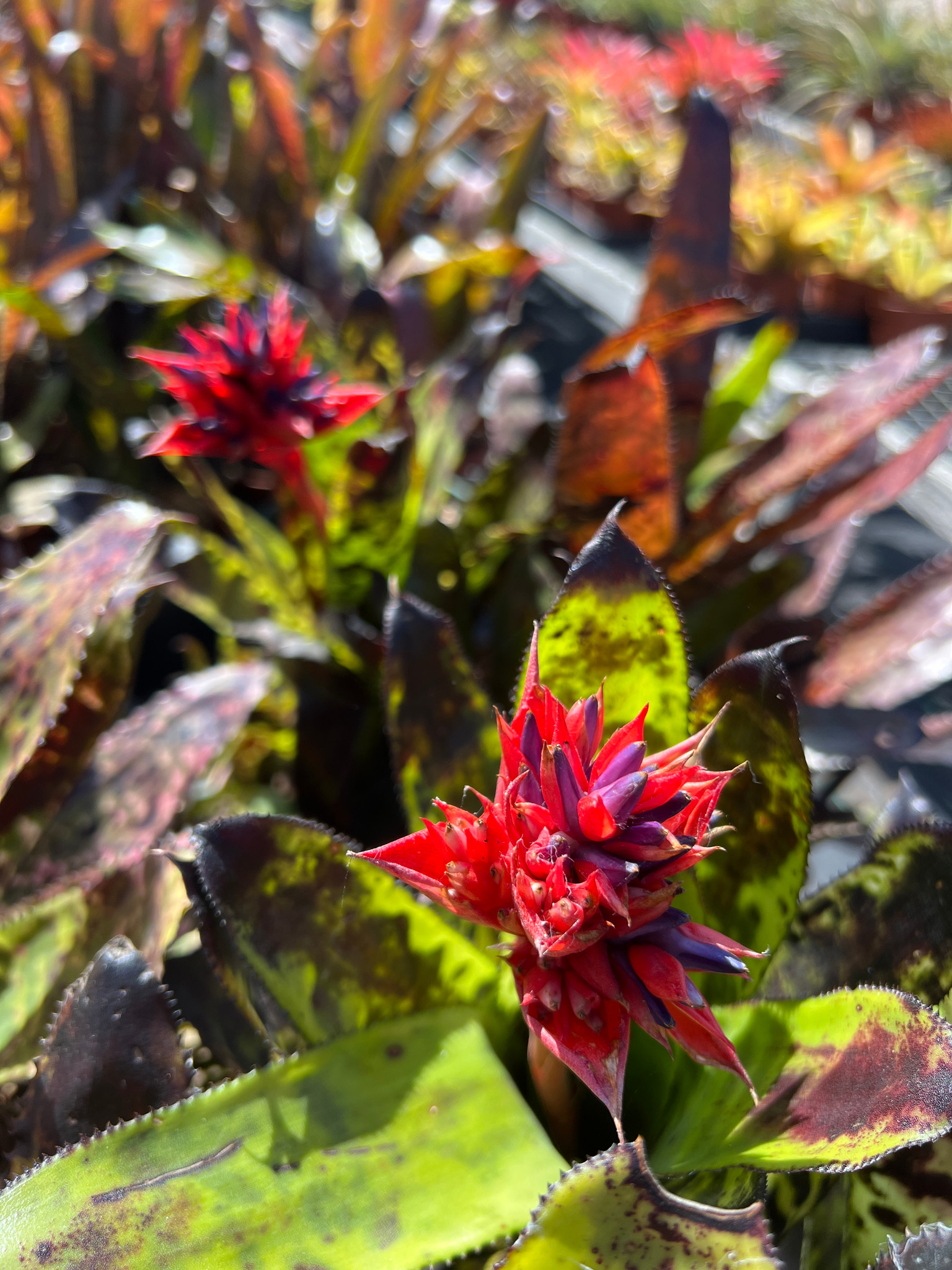ブロメリア・エアープランツ Aechmea Orlandiana Ensign Reverse