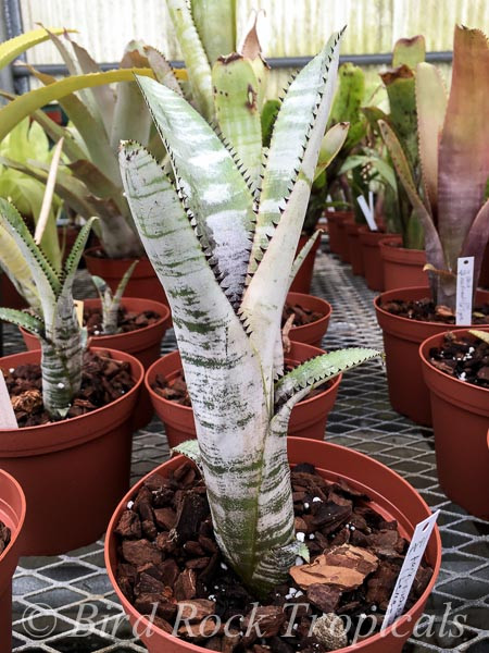 Aechmea nudicaulis (Leme) - Bird Rock Tropicals