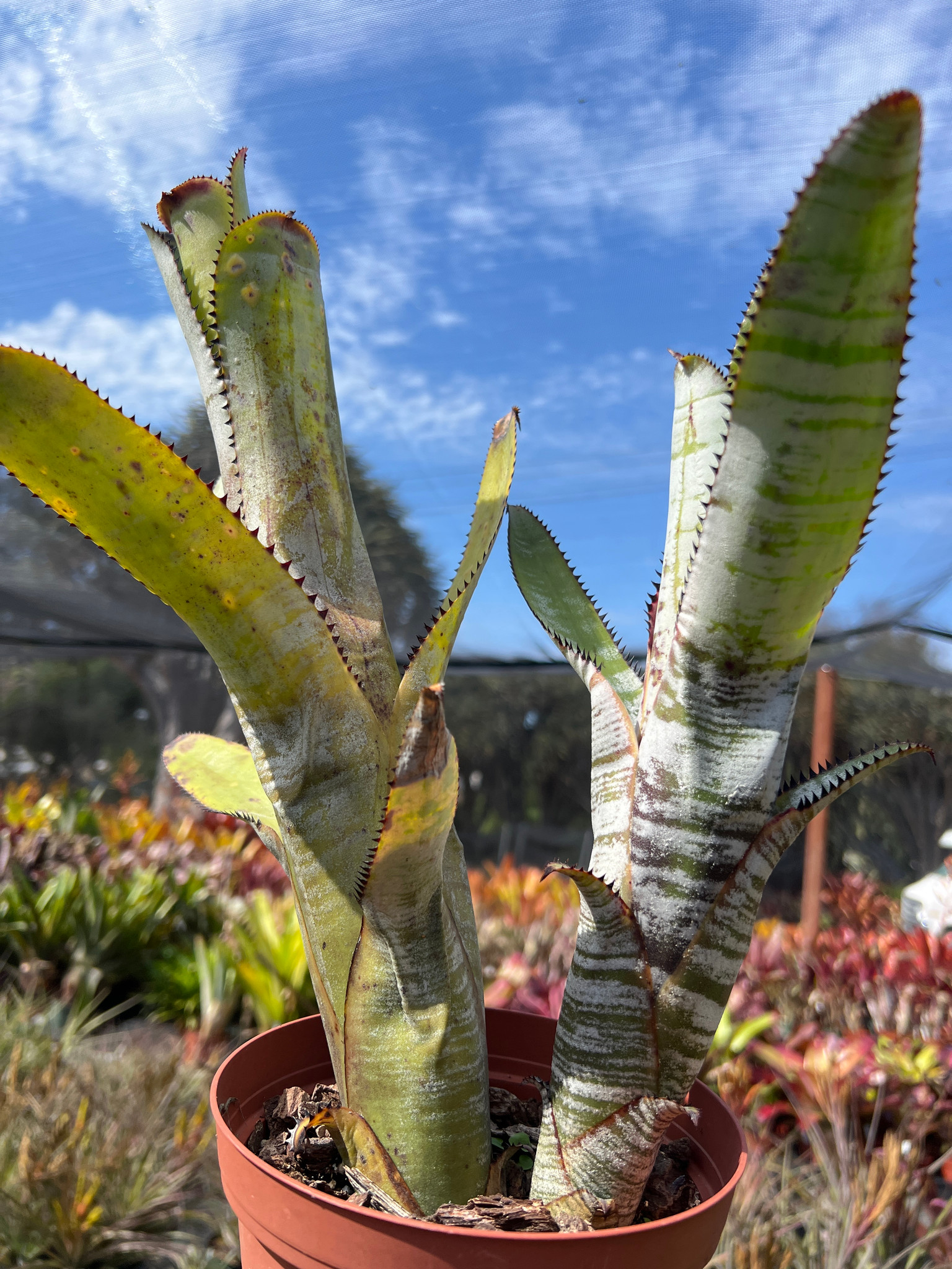 ブロメリア・エアープランツ Aechmea 'Silver Streak Nudicaulis' A0162 Aechmea nudicaulis 'Silver Streak' - Bromeliad Paradise