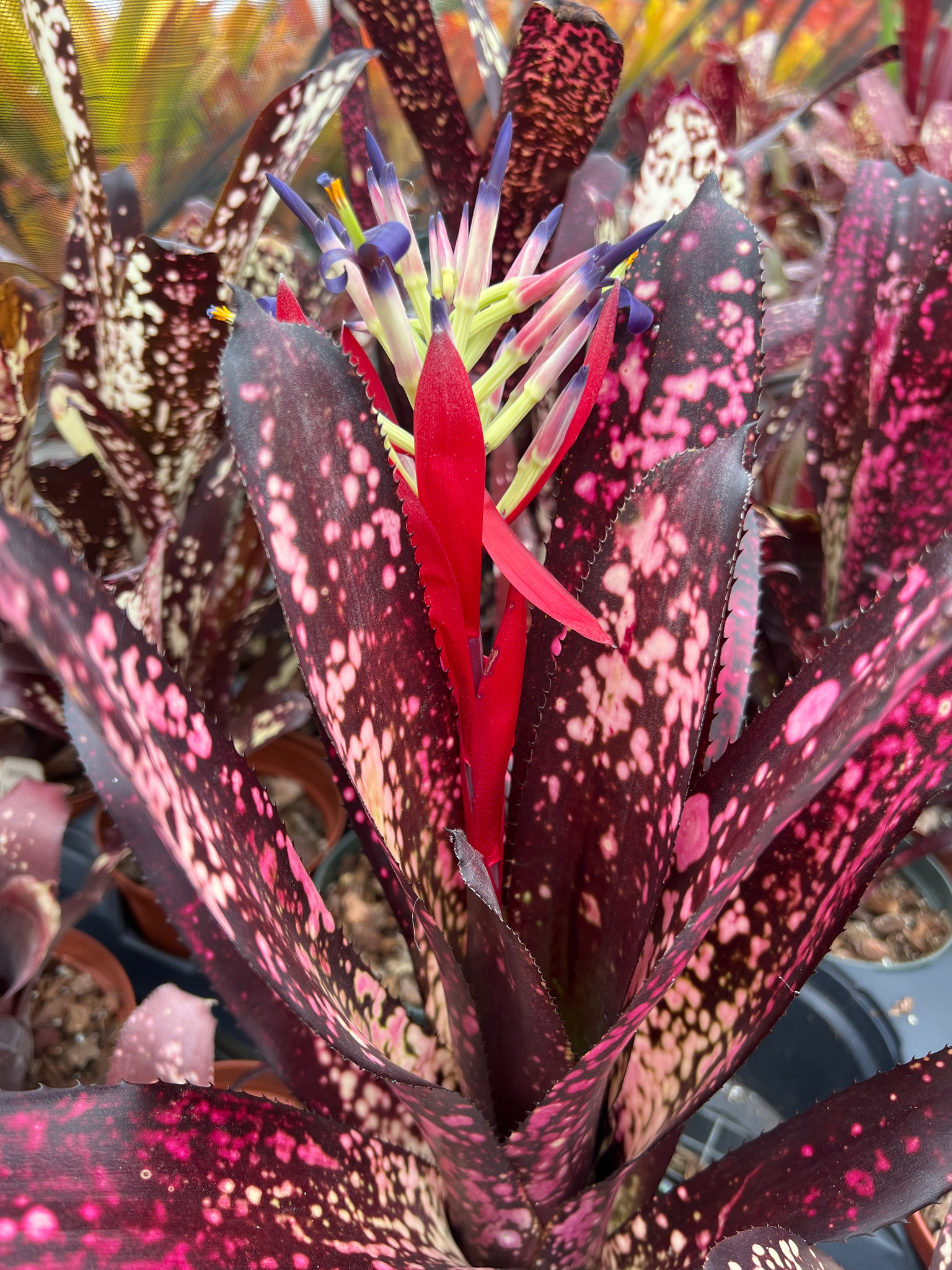 Billbergia 'Hallelujah' - Bird Rock Tropicals