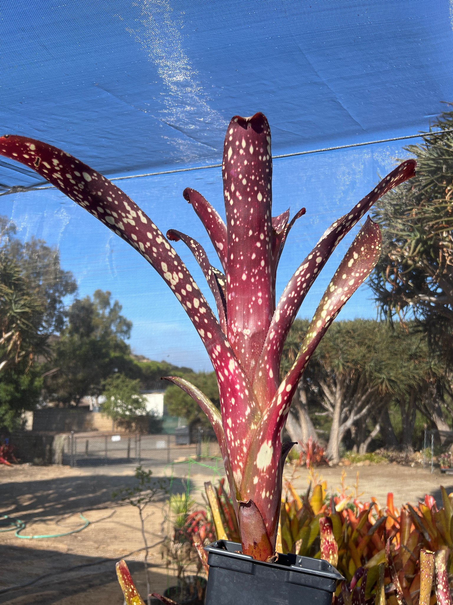 Billbergia amoena v. viridis 'Rubra' - Bird Rock Tropicals