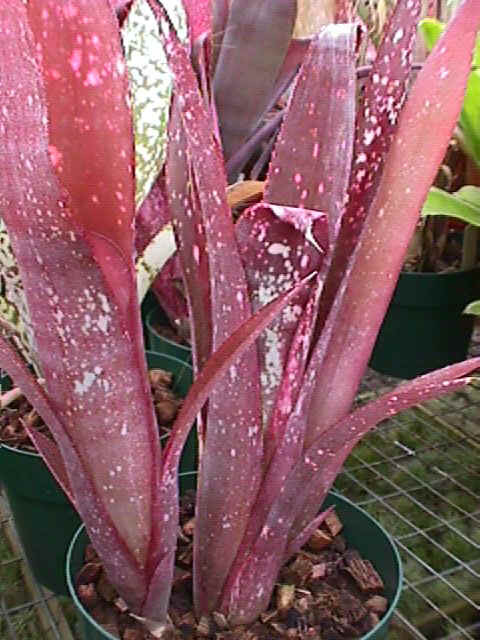 Billbergia Fantasia 'Red Clone' - Bird Rock Tropicals