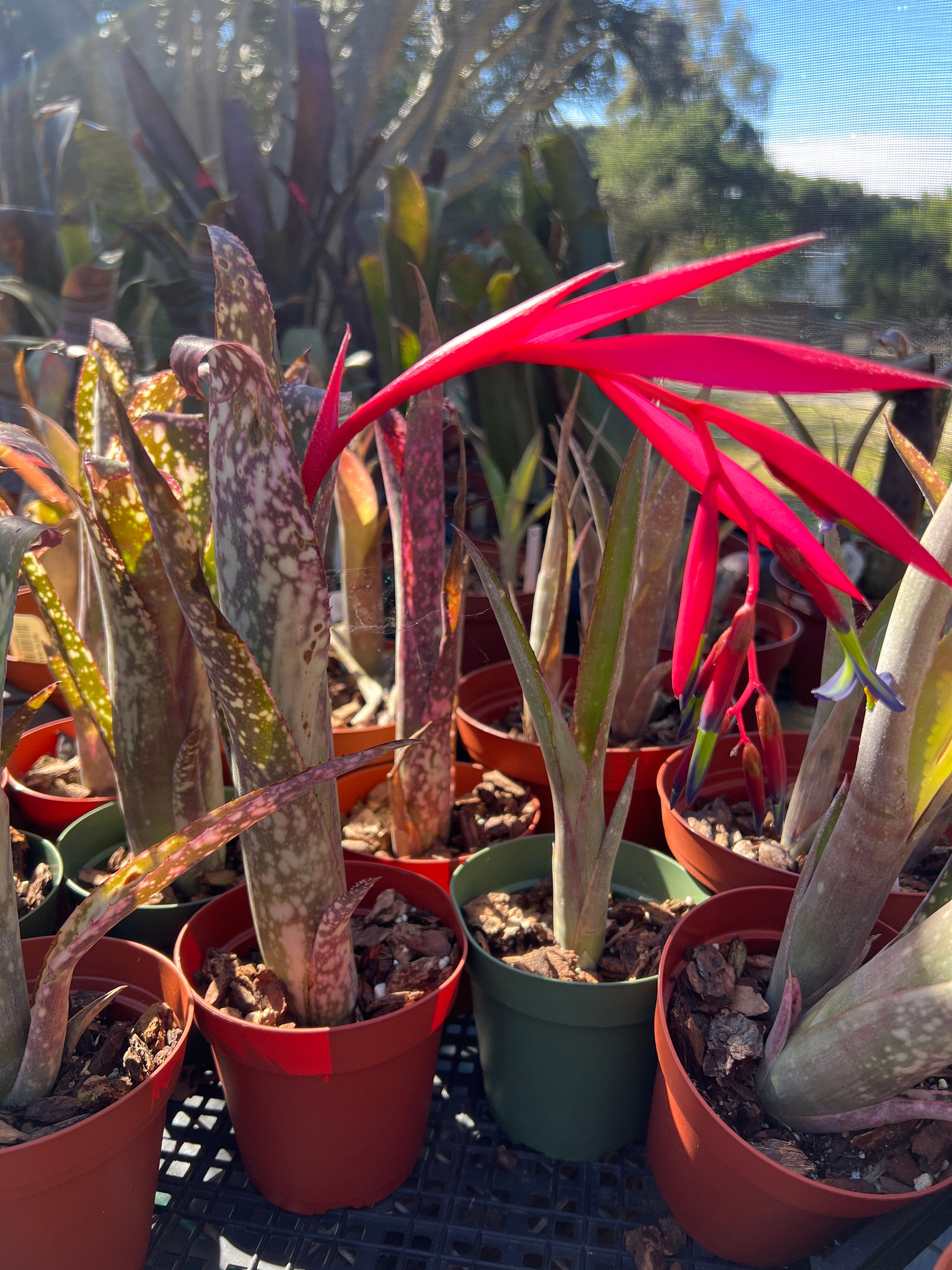 Billbergia Fantasia 'Red Clone' - Bird Rock Tropicals