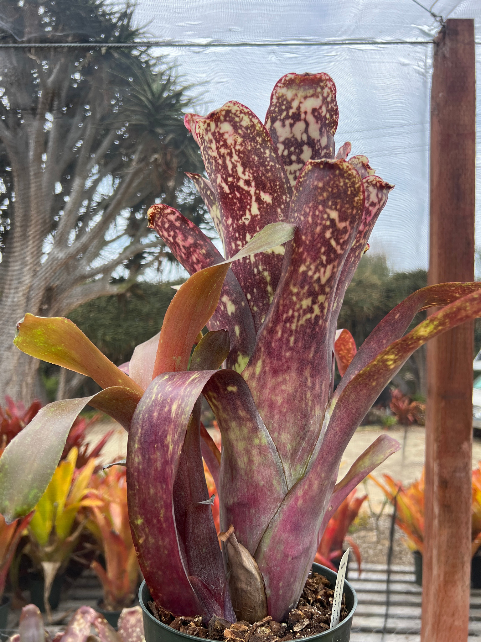 Billbergia El Jefe - Bird Rock Tropicals