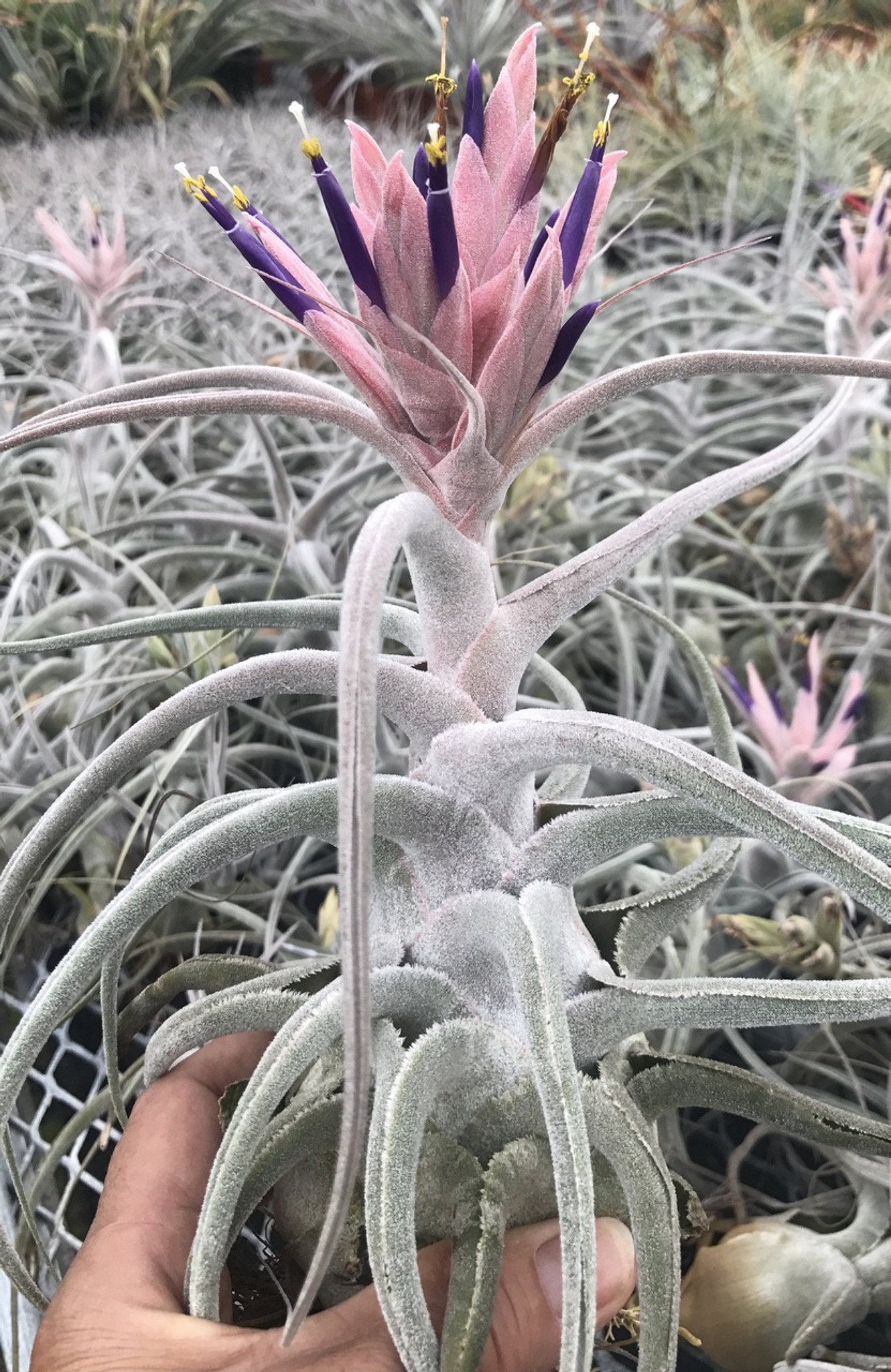ブロメリア・エアープランツ T. ehlersiana x chiapensis T. ehlersiana x chiapensis ブロメリア・エアープランツ