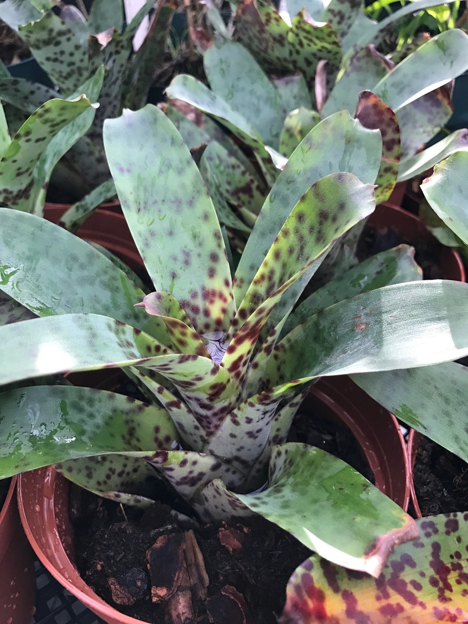 Vriesea guttata - Bird Rock Tropicals