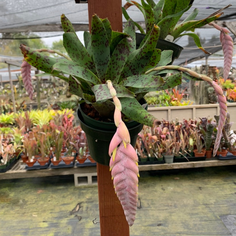 フリーセア　グッタータ　Vriesea Guttata Vriesea guttata - Bird Rock Tropicals