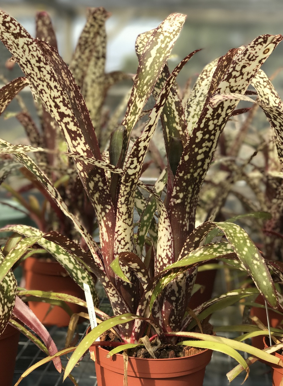 Billbergia 'Kahakai' Dennis Heckart hyb ビルベルギア ブロメリア