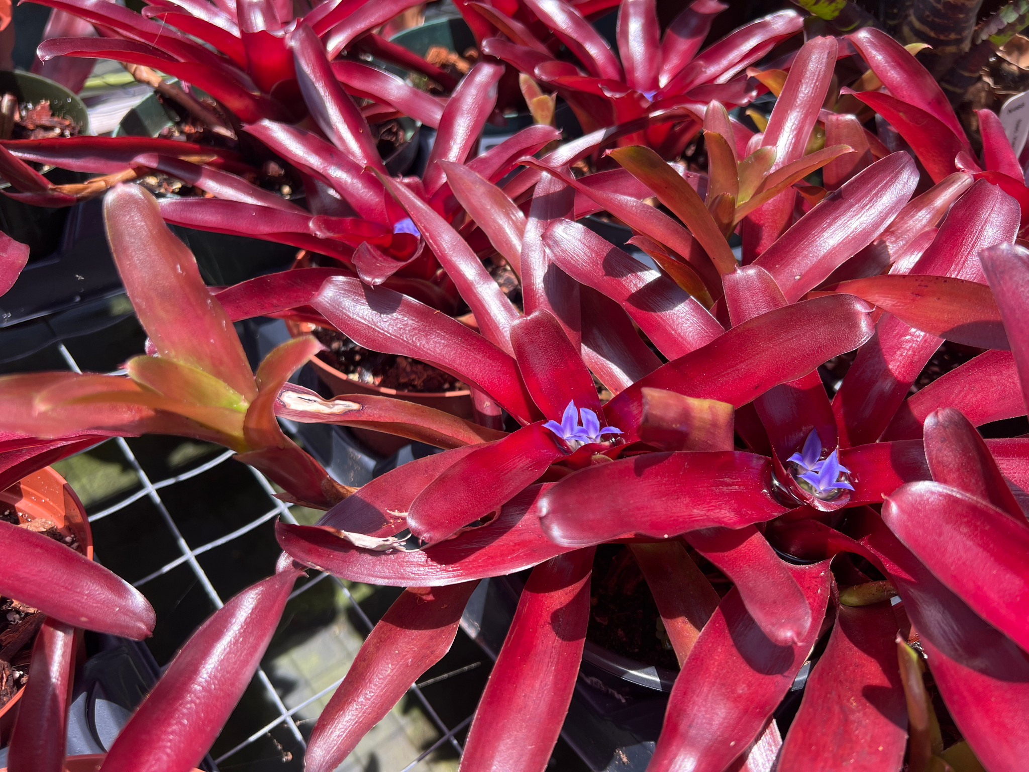 Neoregelia Fireball - Bird Rock Tropicals