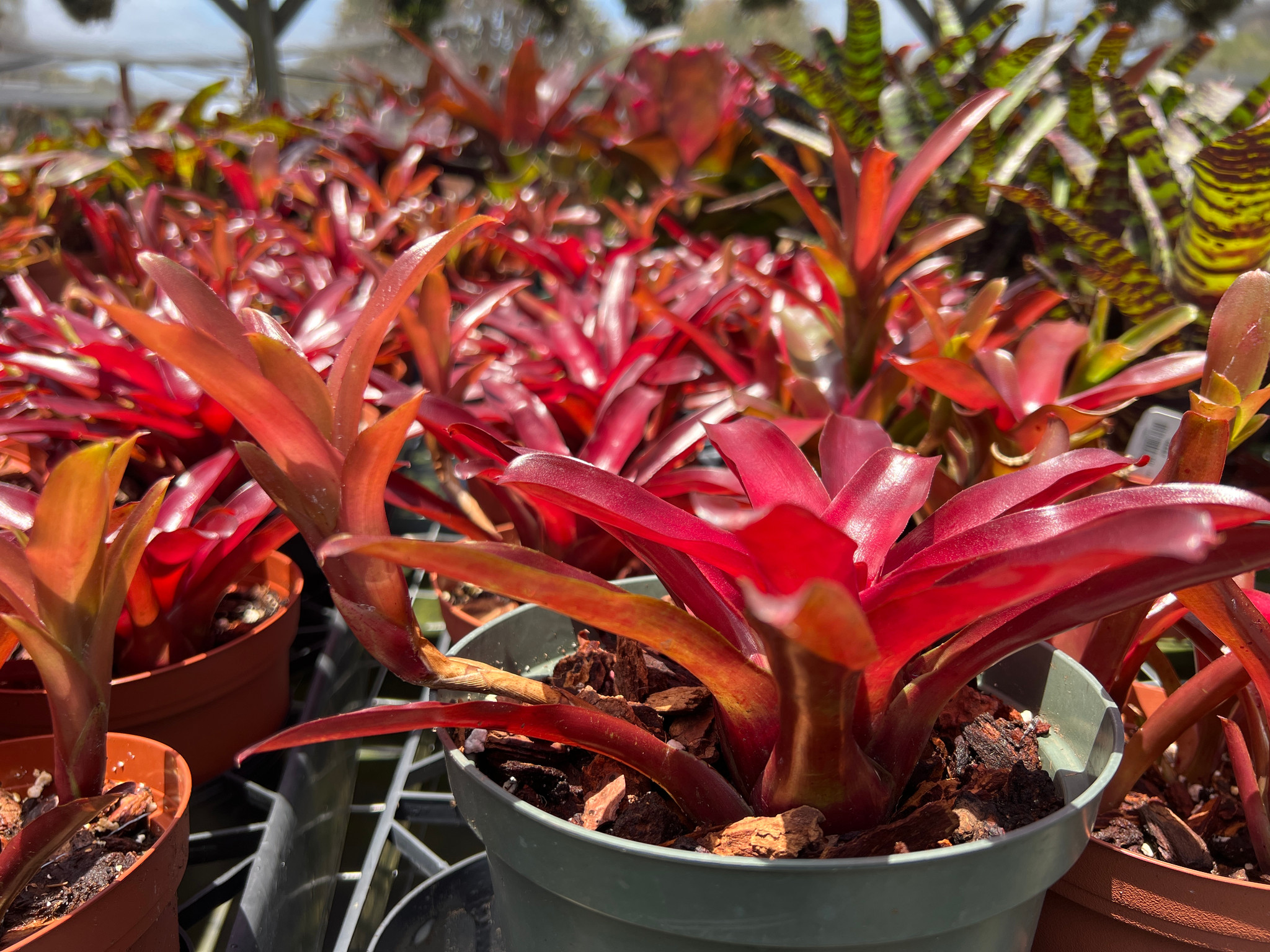 Neoregelia Fireball - Bird Rock Tropicals