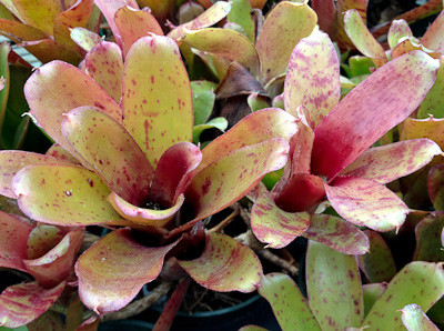 Neoregelia Chiquita Linda (Neo. lilliputiana x Fireball) - Bird