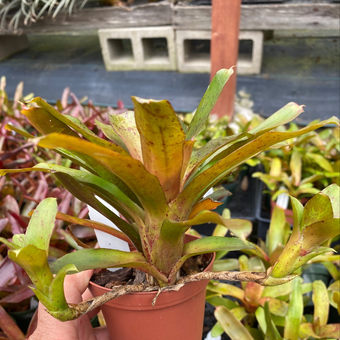 Neoregelia Chiquita Linda (Neo. lilliputiana x Fireball) - Bird