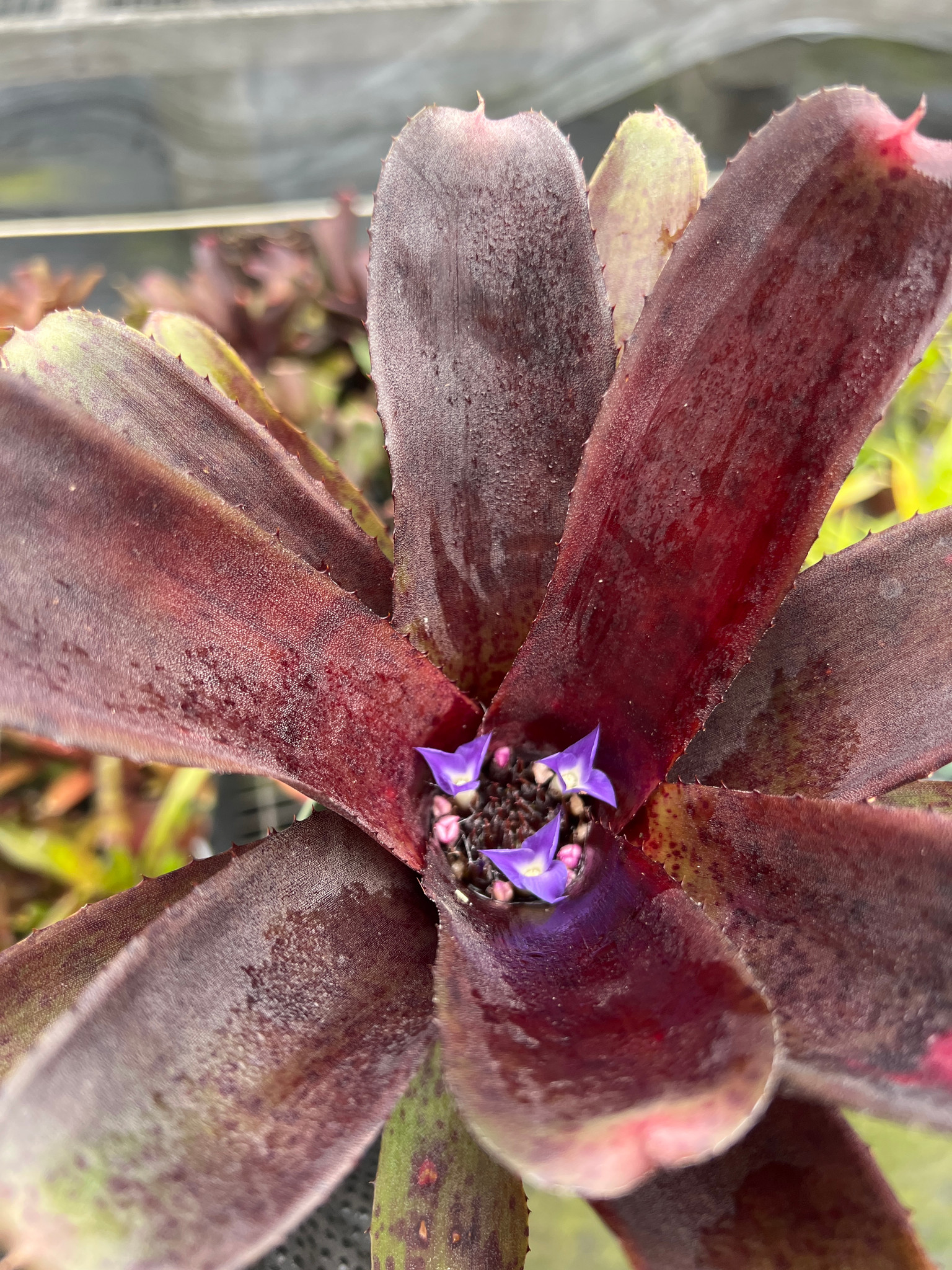 Neoregelia Vulcan x Black Knight - Bird Rock Tropicals