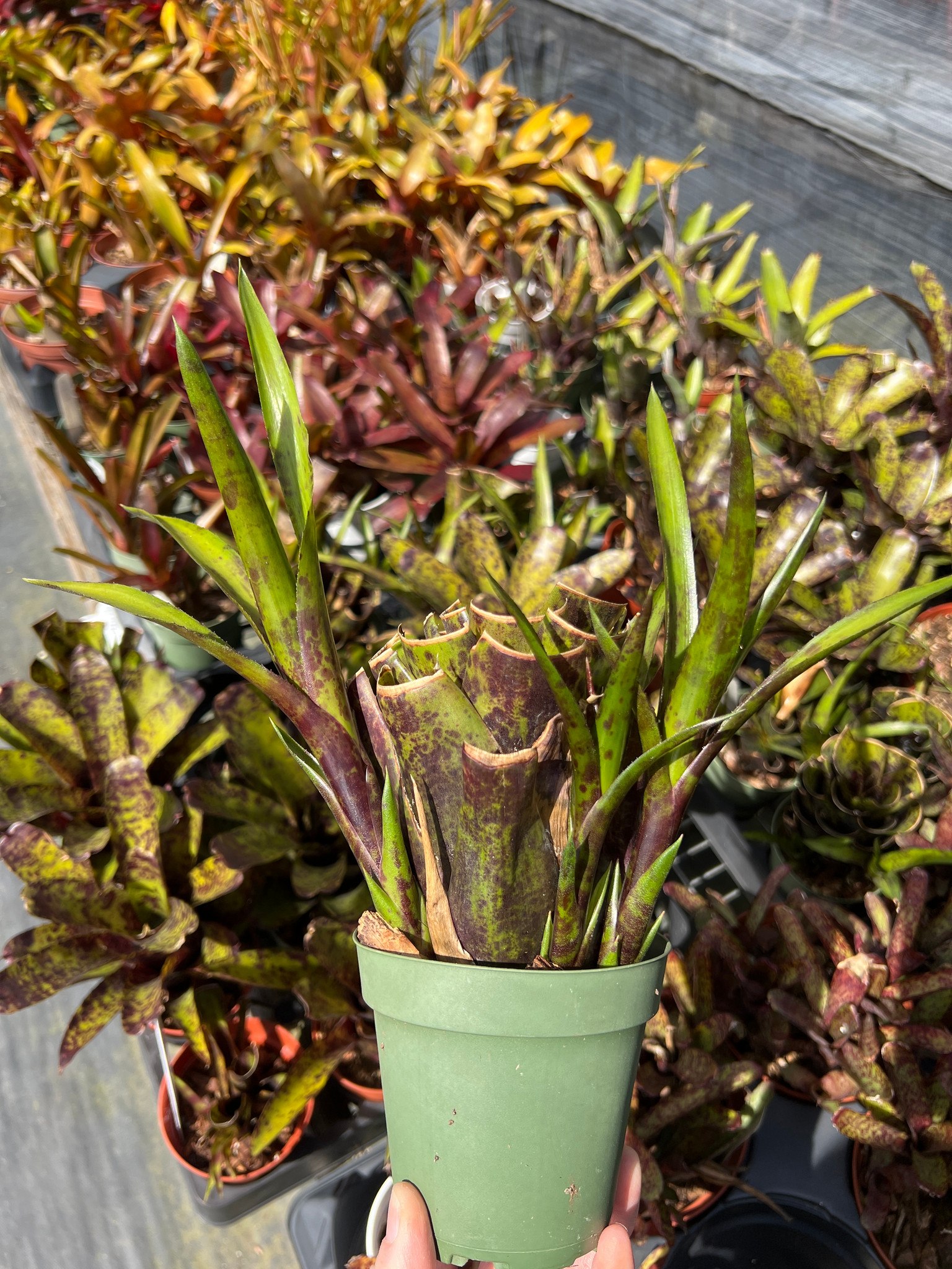 Neoregelia Oppenheimer x pauciflora - Bird Rock Tropicals