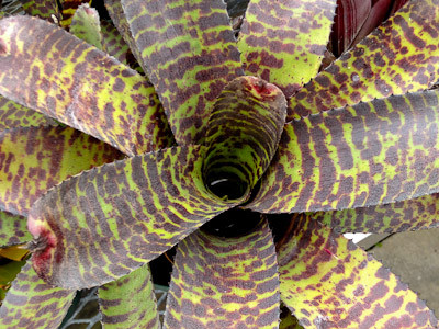 選抜極美)Neoregelia 'Hannibal Lector'ネオレゲリア 選抜極美)Neoregelia 'Hannibal Lector'ネオレゲリア