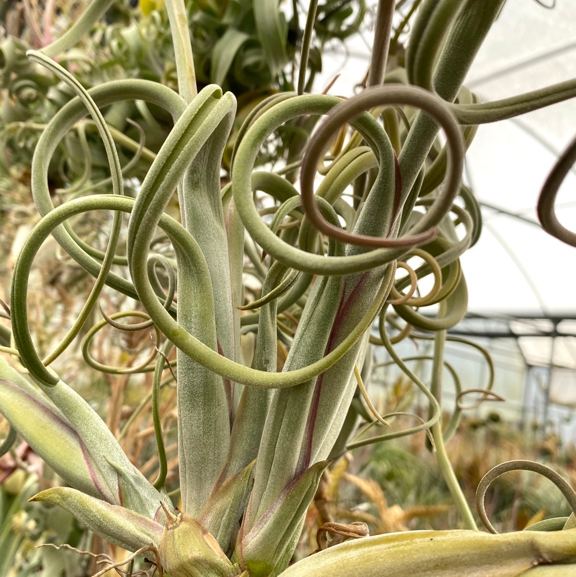 Tillandsia intermedia - Bird Rock Tropicals