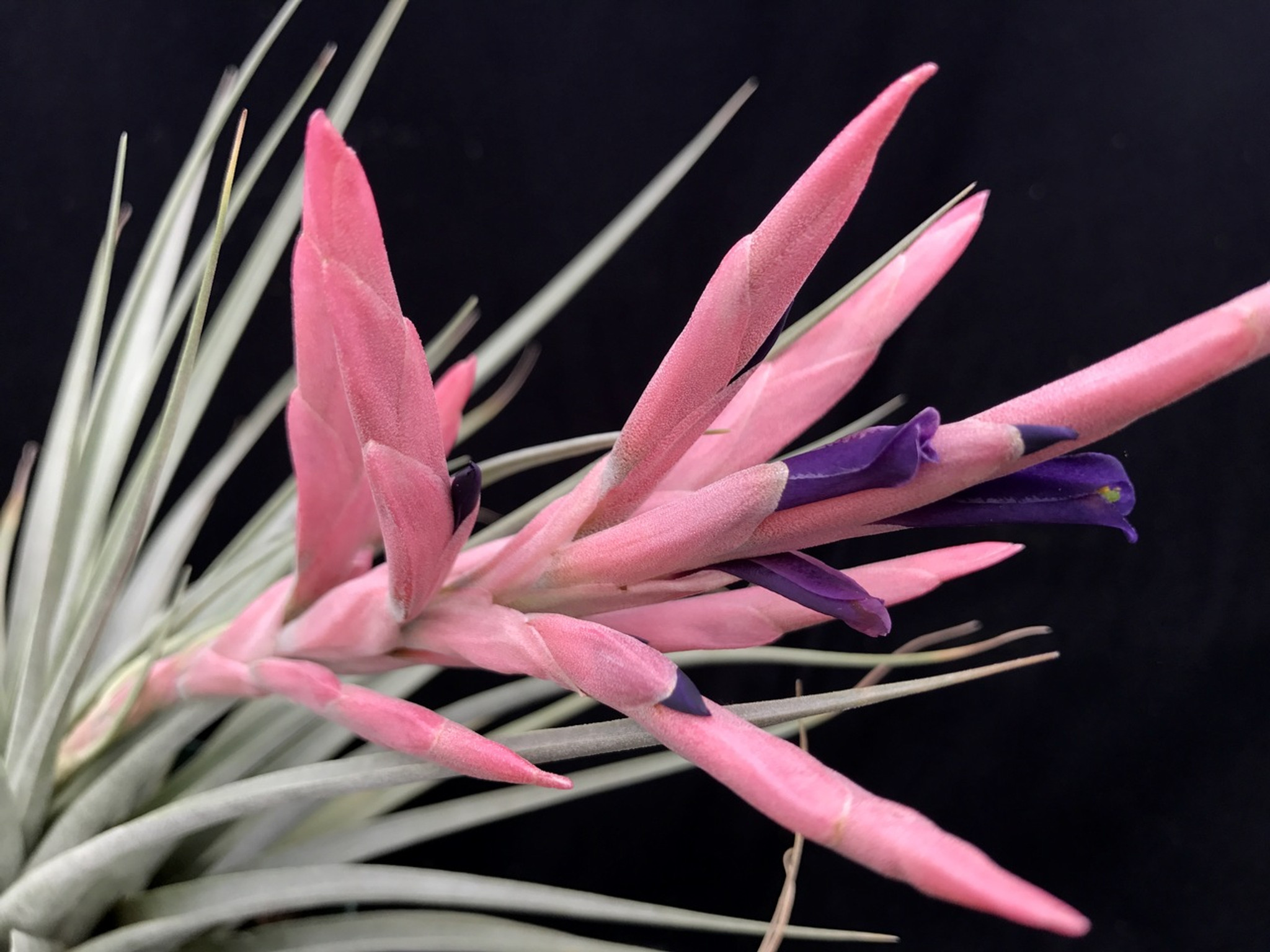 Tillandsia ギリエシー ポリスタキア Tillandsia gilliesii ssp.polysticha チランジア・ギリエシー