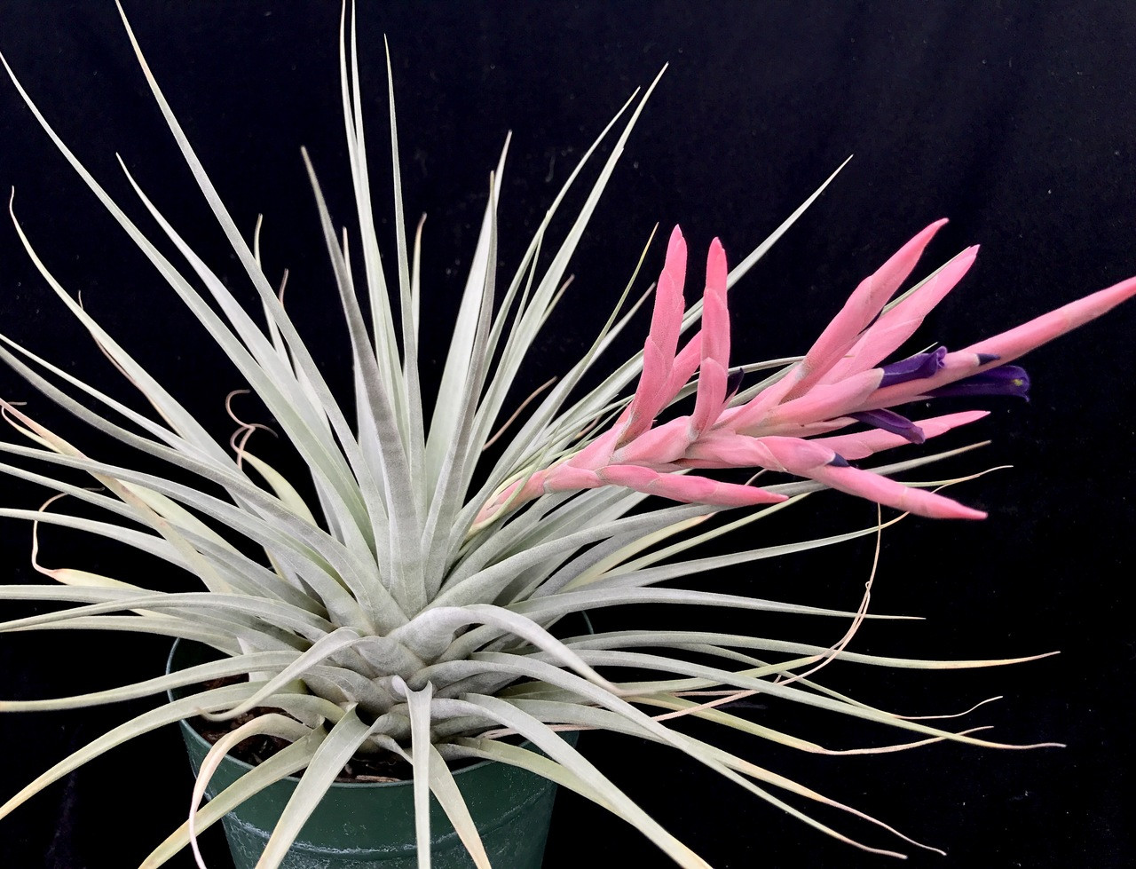 Tillandsia kickiae - Bird Rock Tropicals Care lotteae (ラハイカ 