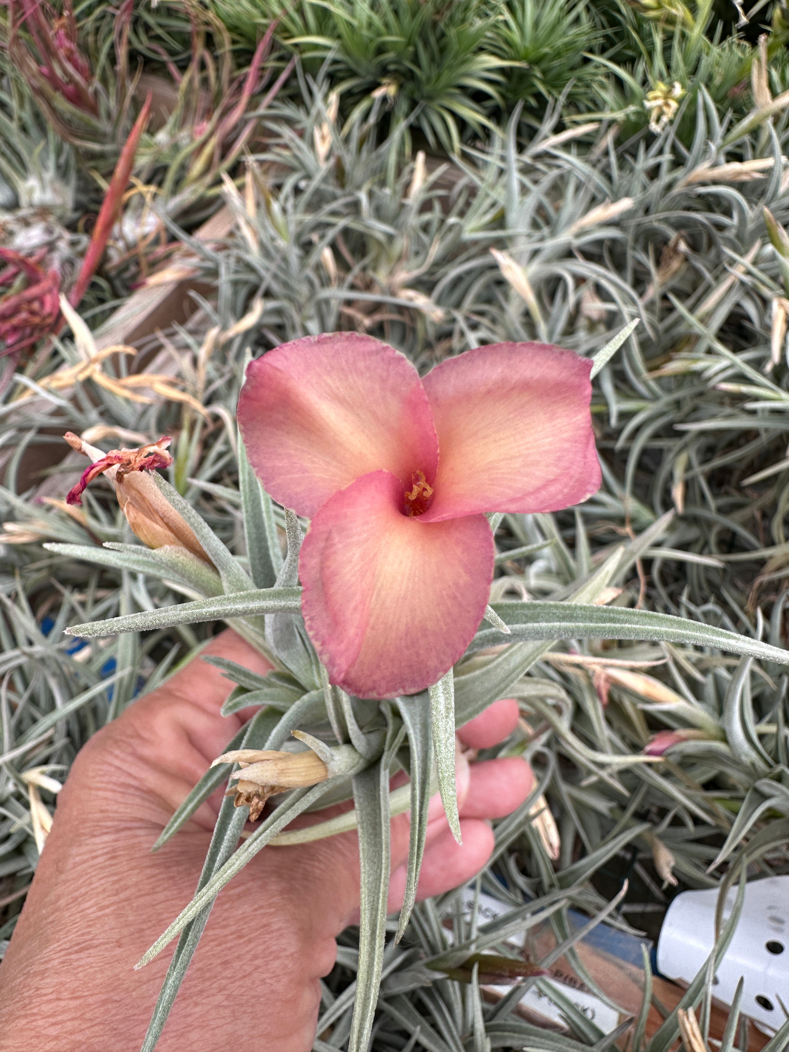 Tillandsia Tillandsia 'Mystic Twins' 98382チランジア ミスティック