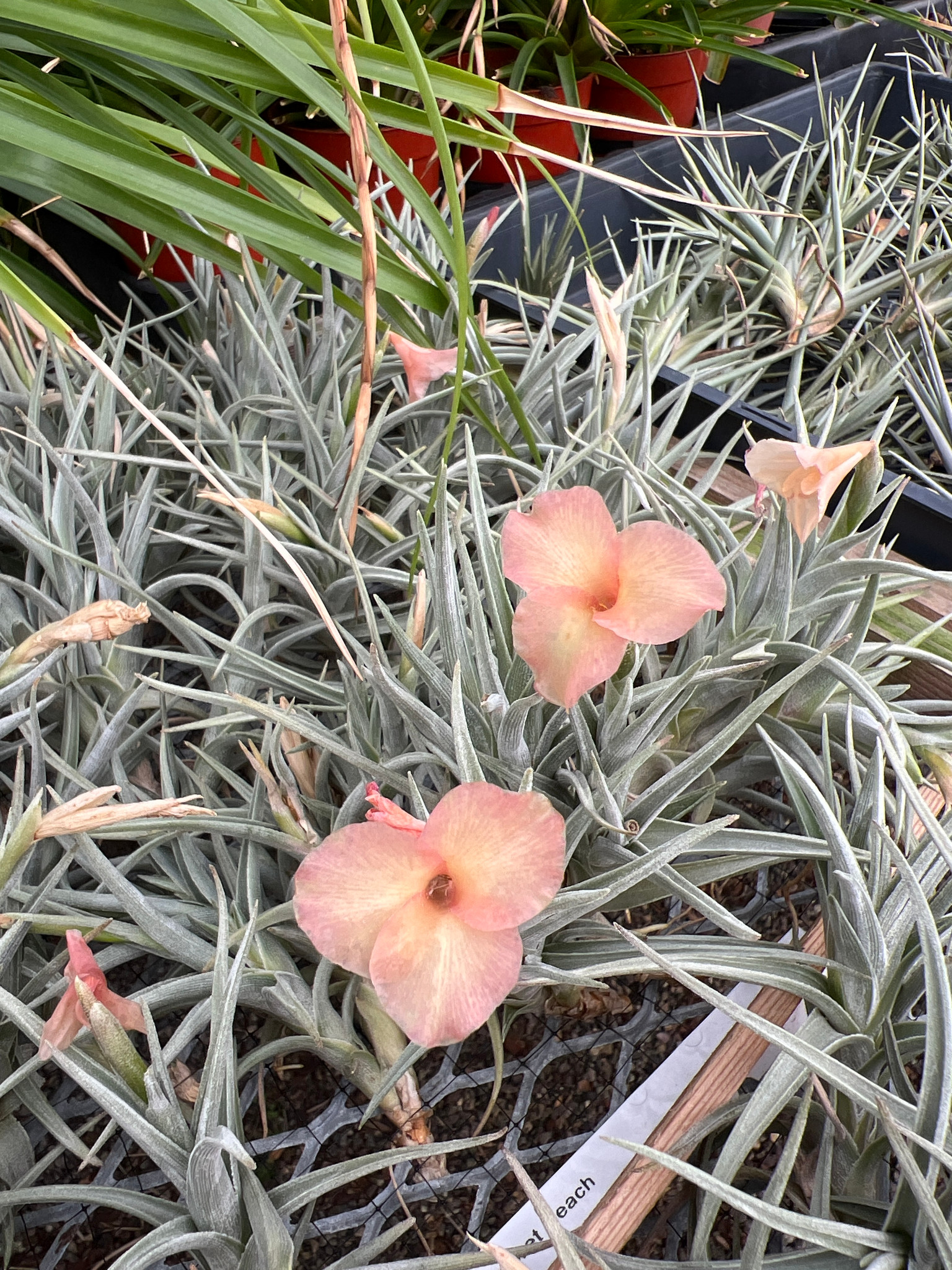 Tillandsia Mystic Trumpet Peach (T. albertiana x xiphioides