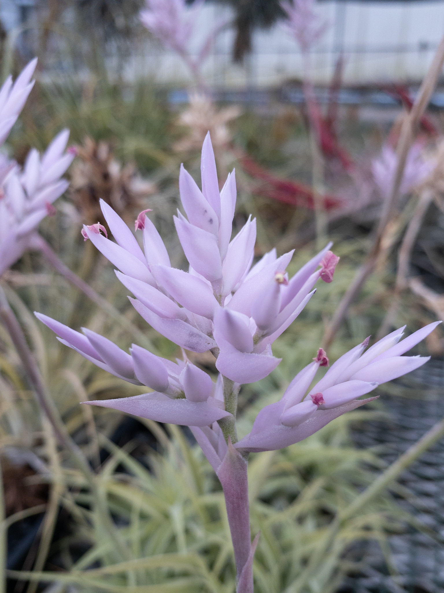 Tillandsia cacticola - Bird Rock Tropicals
