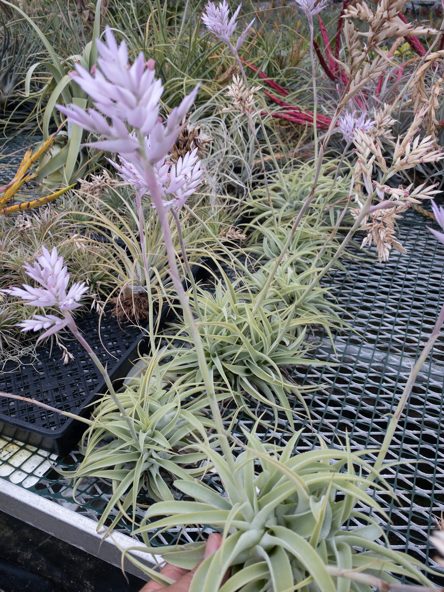 Tillandsia cacticola 'Long Form Silver' チランジア・カクティコラ