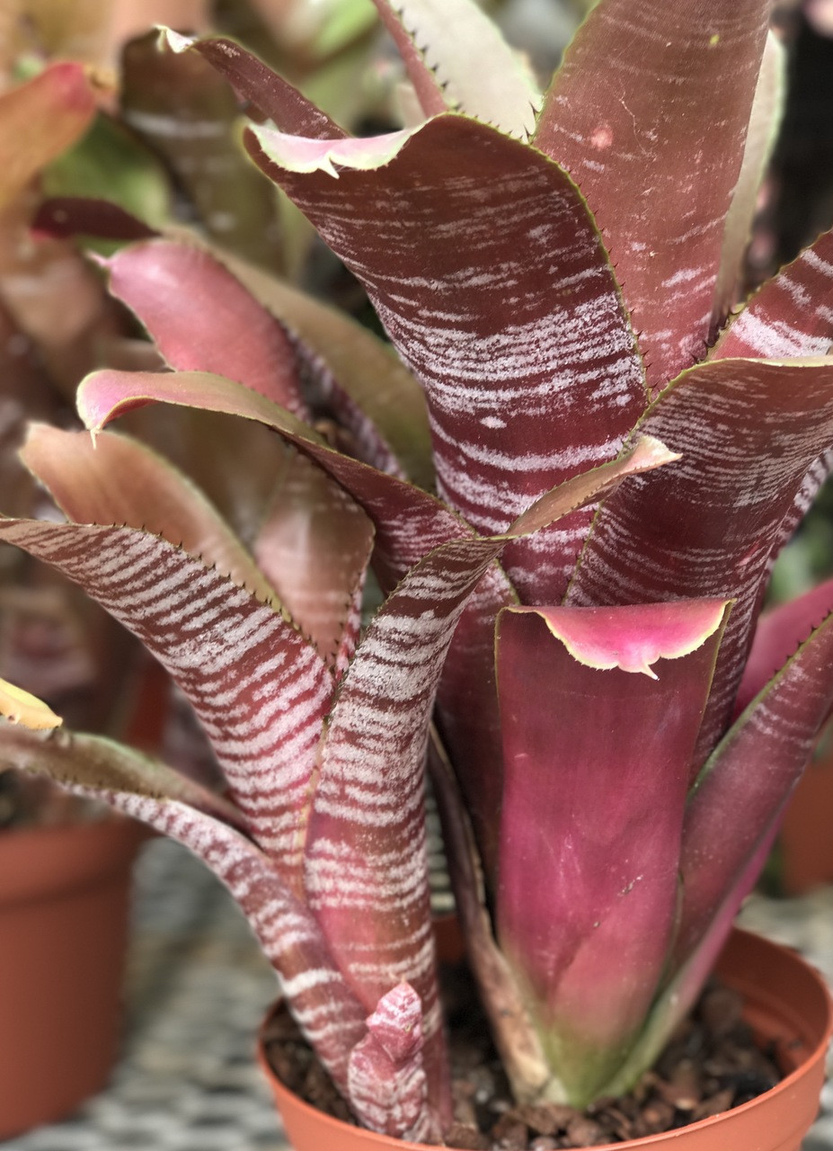Aechmea Sangria - Bird Rock Tropicals