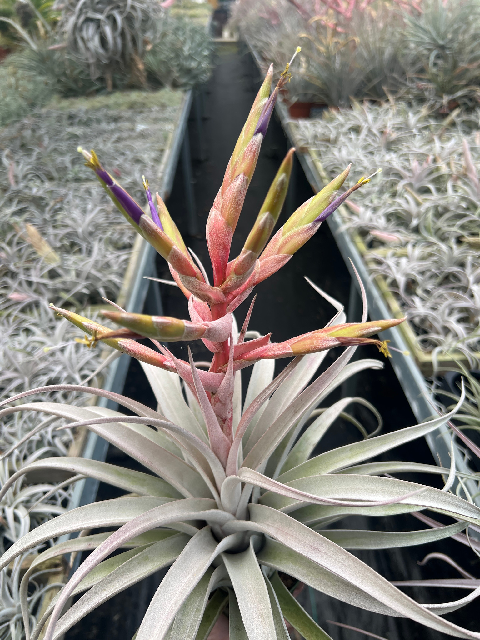 Tillandsia 'Perfect Blend' チランジア パーフェクトブレンド○エア
