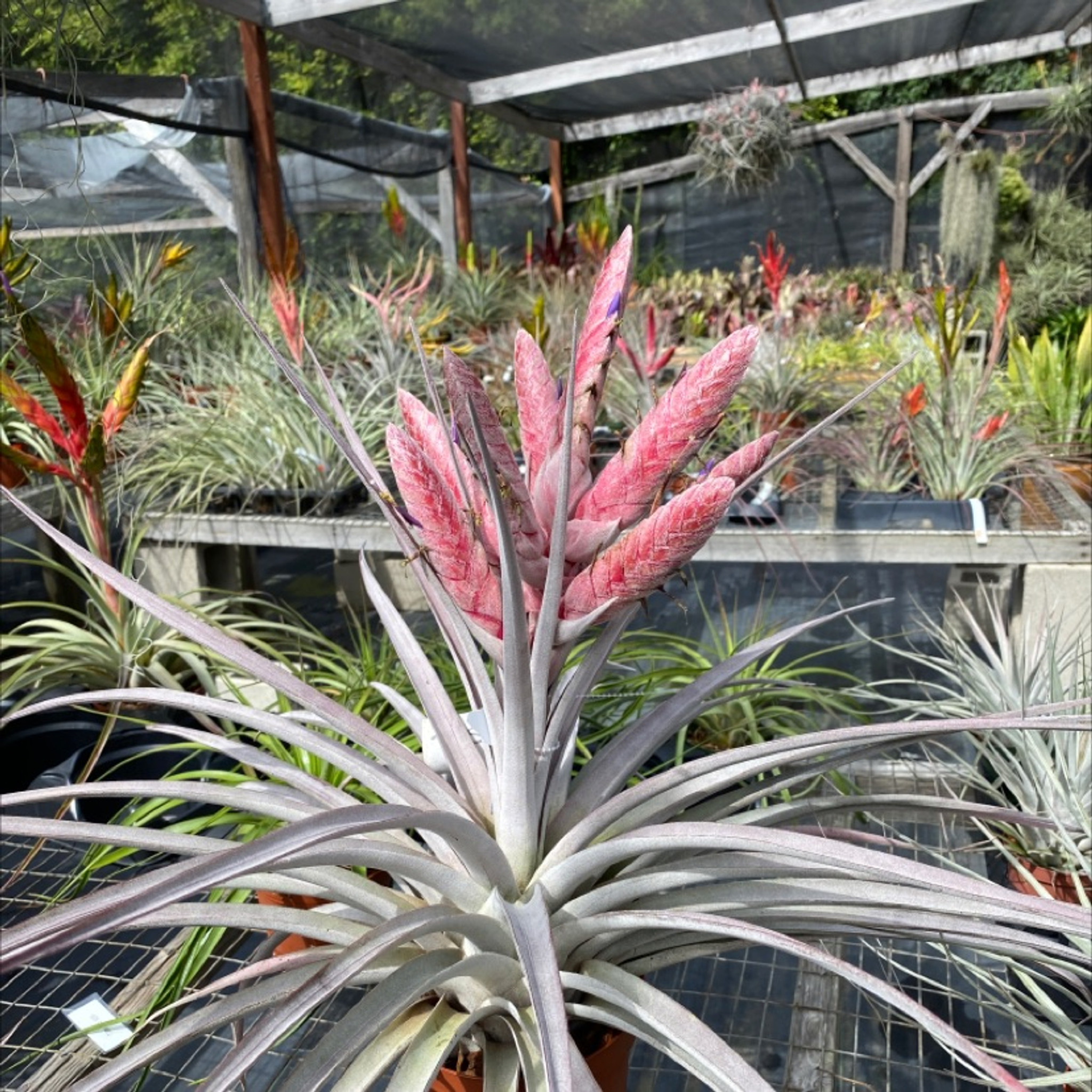 Tillandsia Super Steve Pink (T. chiapensis x fasciculata 'Magnificent',  Panama)