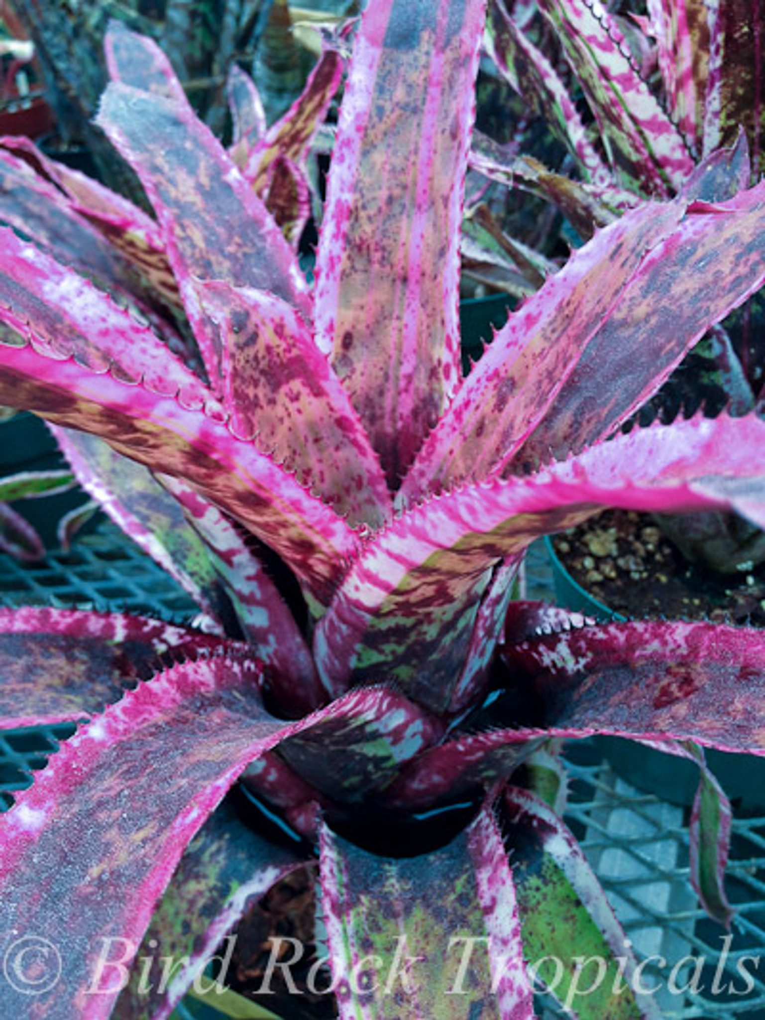 Aechmea orlandiana 'Ensign' - Bird Rock Tropicals