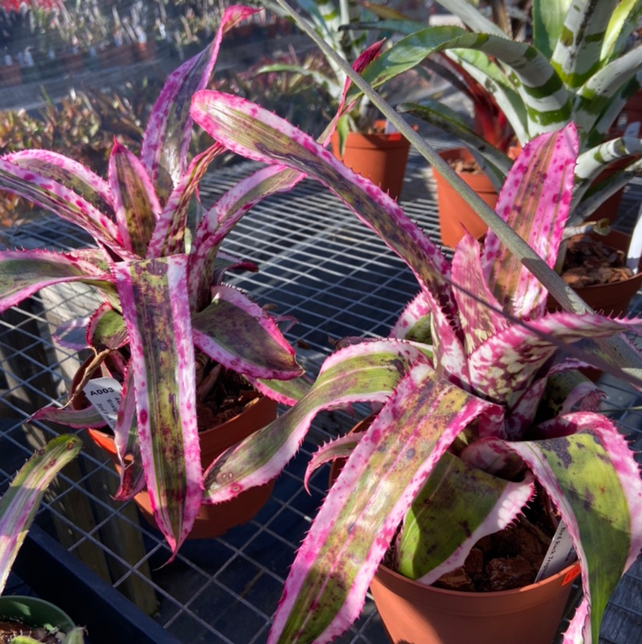 ブロメリア・エアープランツ Aechmea Orlandiana Ensign Reverse Aechmea orlandiana 'Reverse Ensign' - Bromeliad Paradise