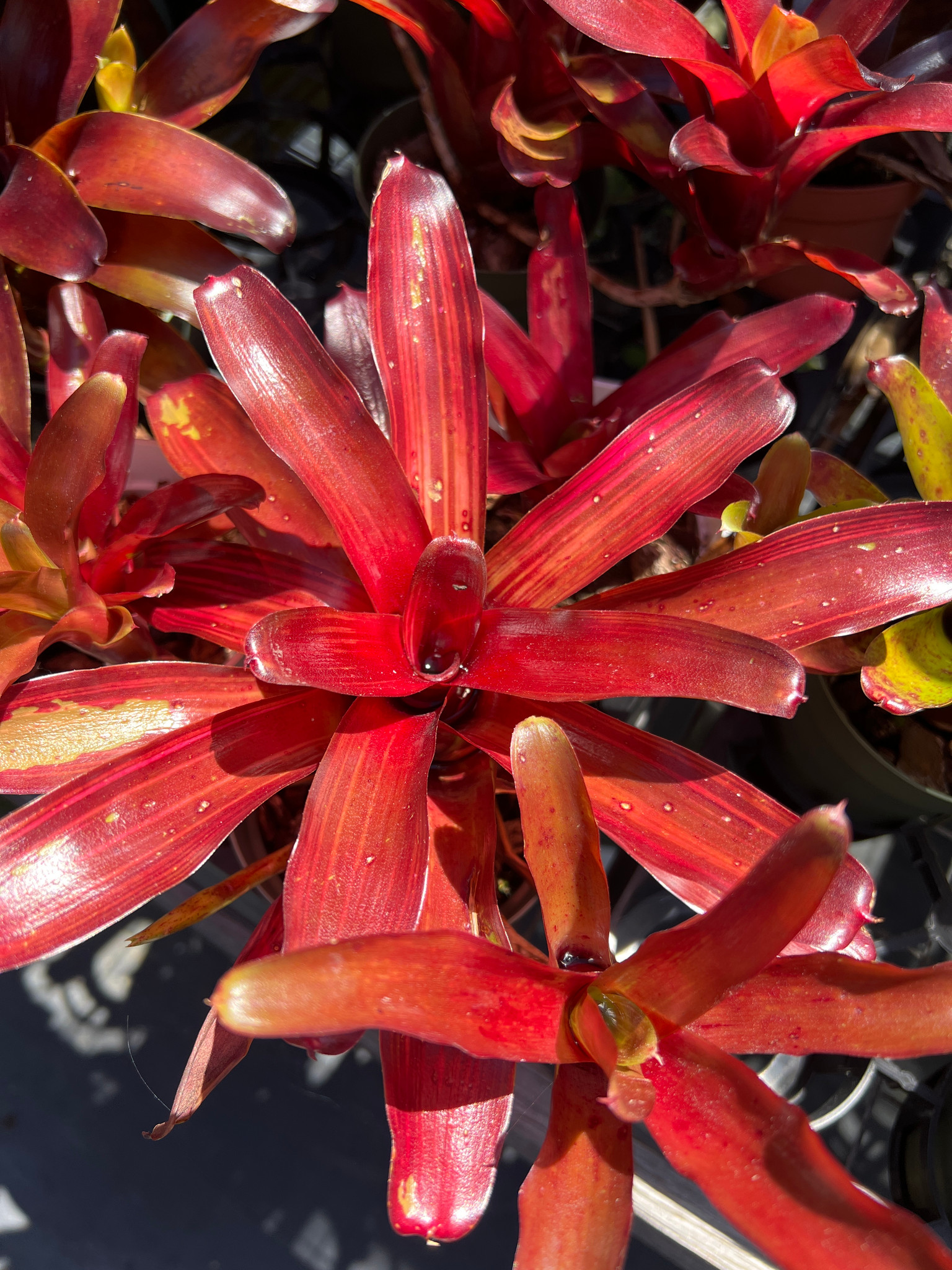 NEO アメリカン・エクセレンス ビュイック センチュリー キャバレロ Neoregelia Zoe (Neo. fireball, variegated) - Bird Rock Tropicals