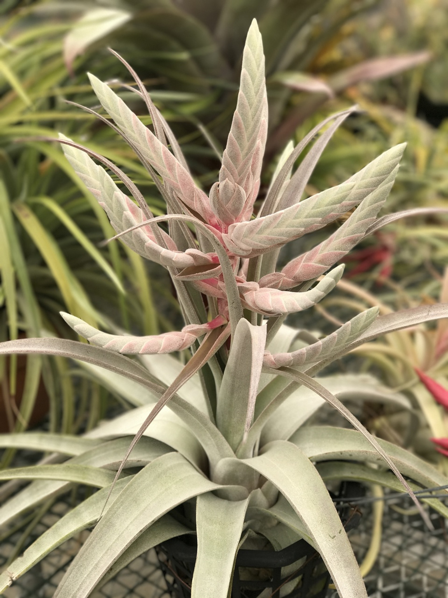 Tillandsia Bea Correale