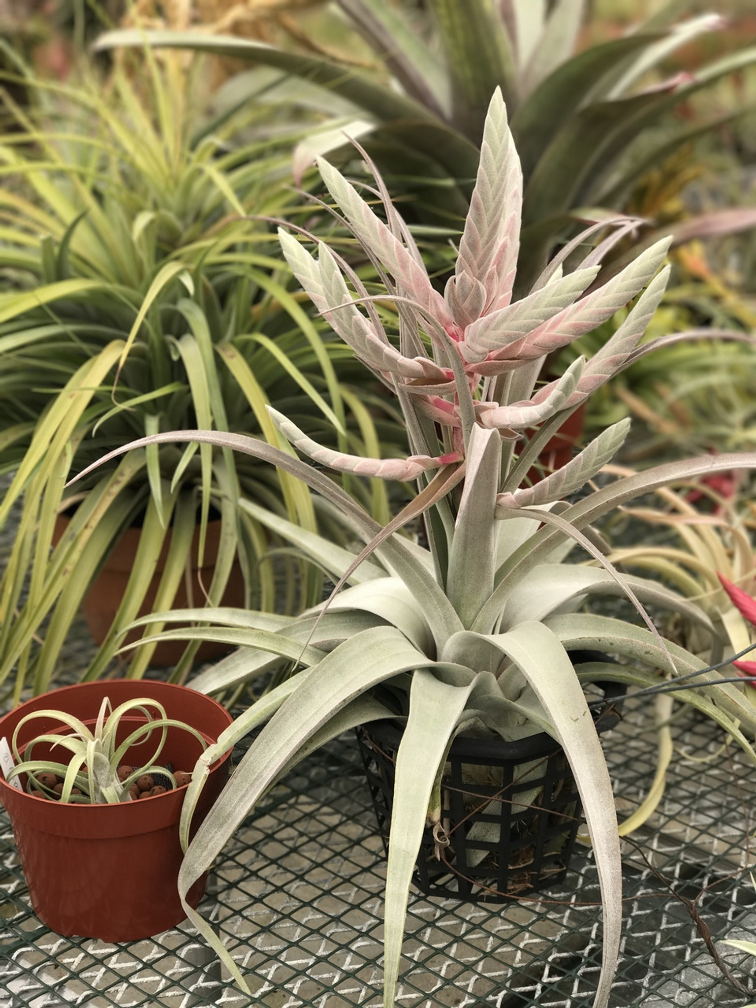 Tillandsia Bea Correale