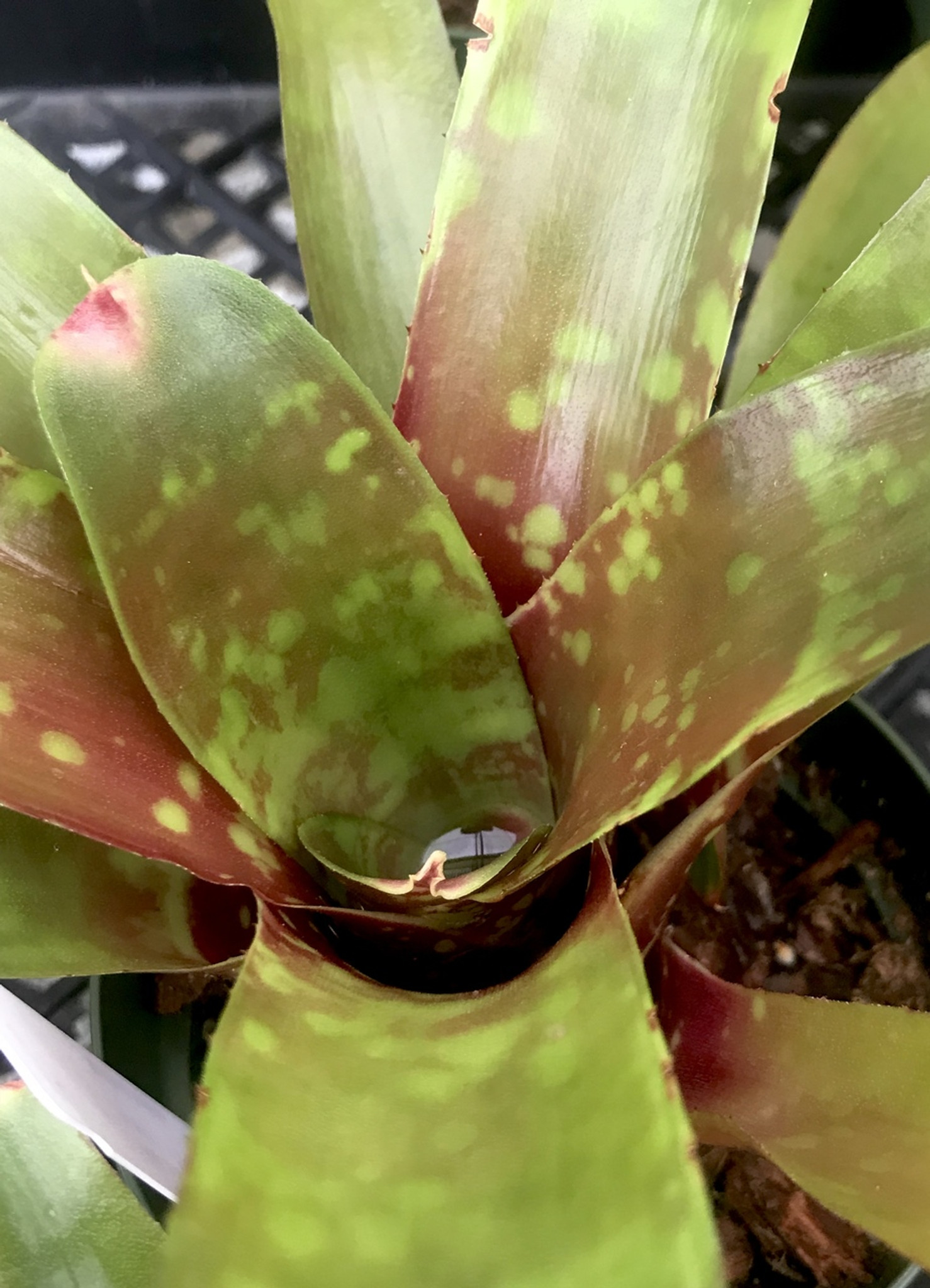 Neoregelia Foster's hybrid x Fireball - Bird Rock Tropicals