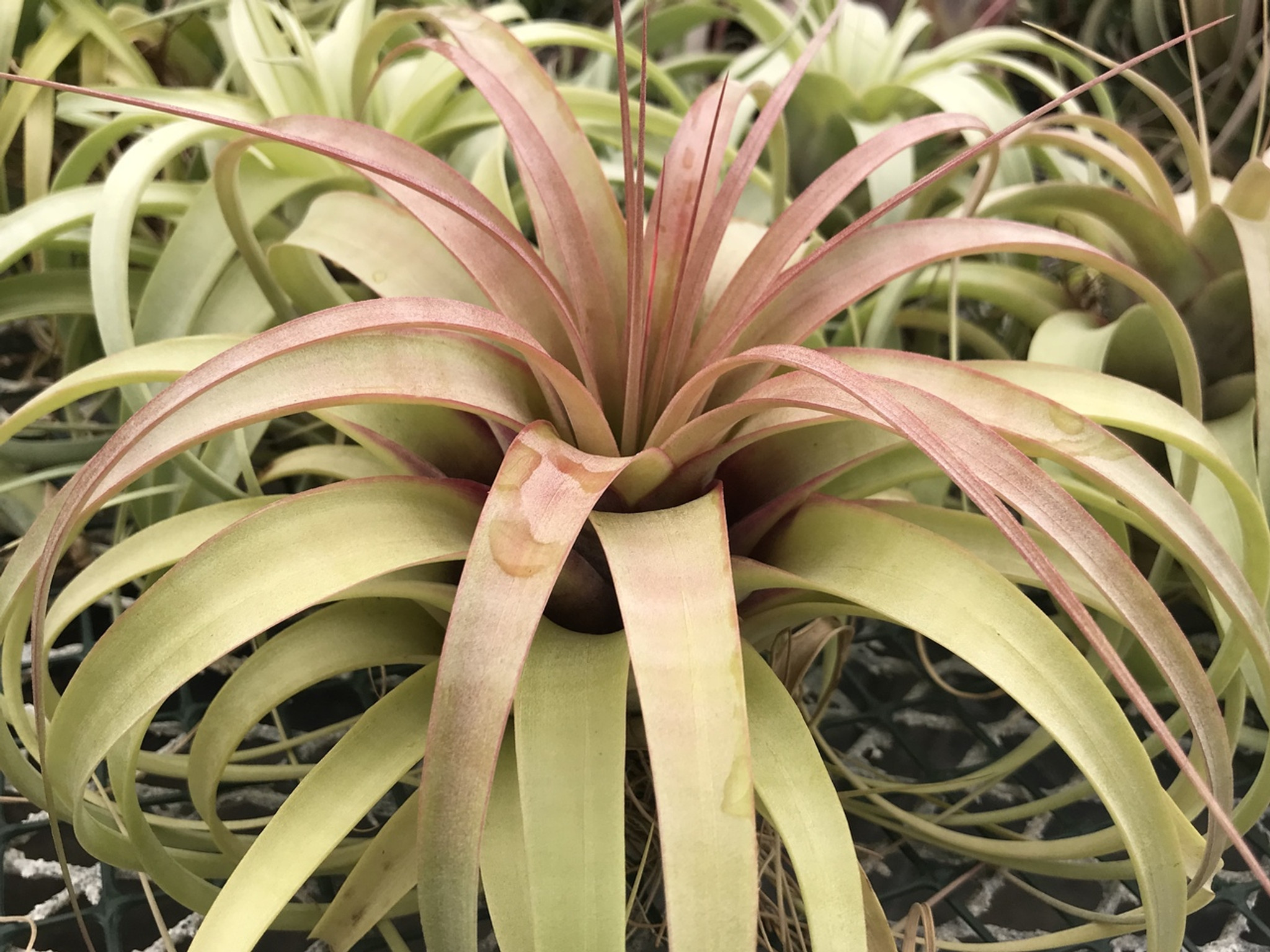 Tillandsia 'Best In Class'（大）