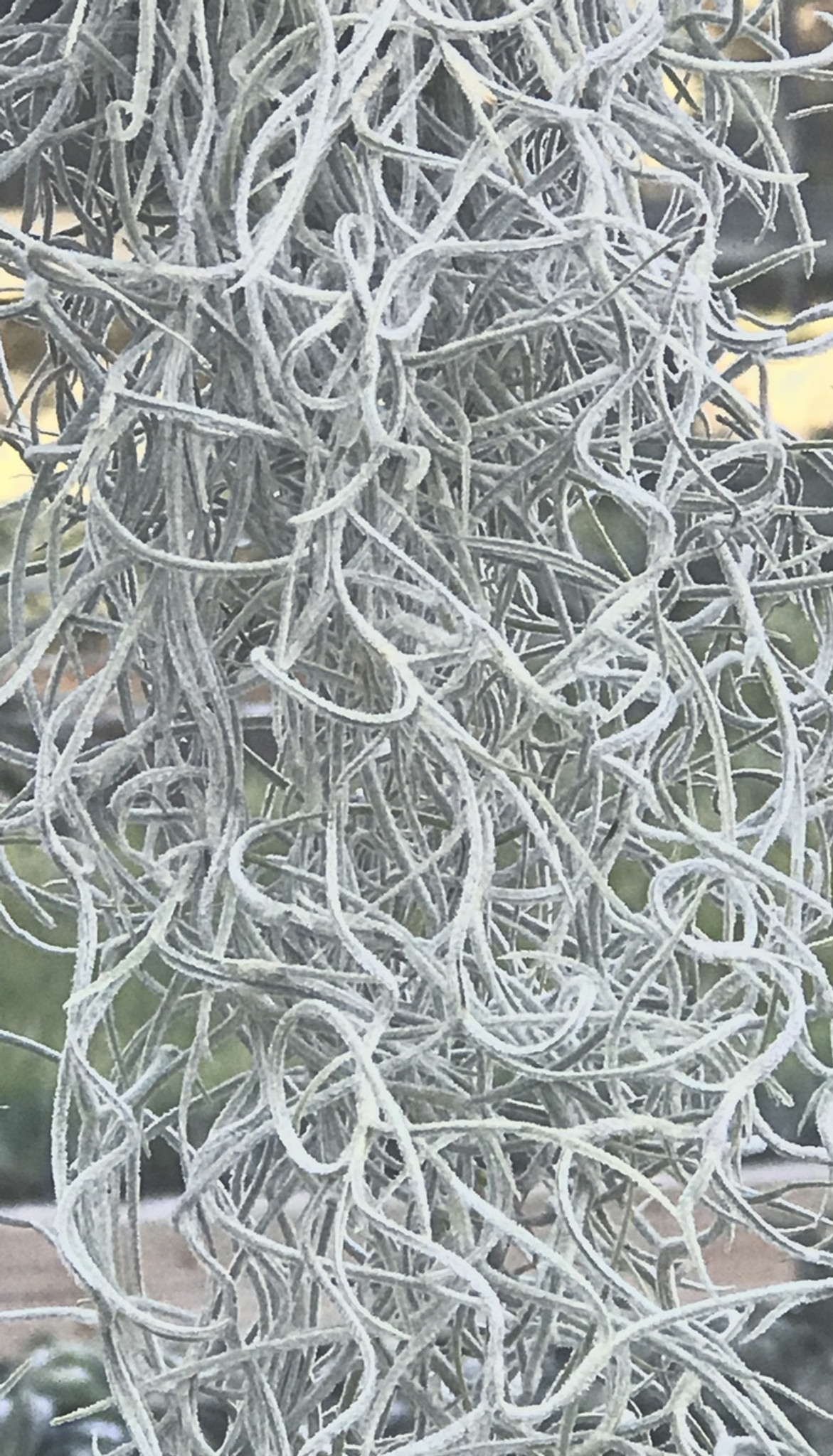 Tillandsia 'Usneoides Silver Sage' Spanish Moss – ECOVIBE