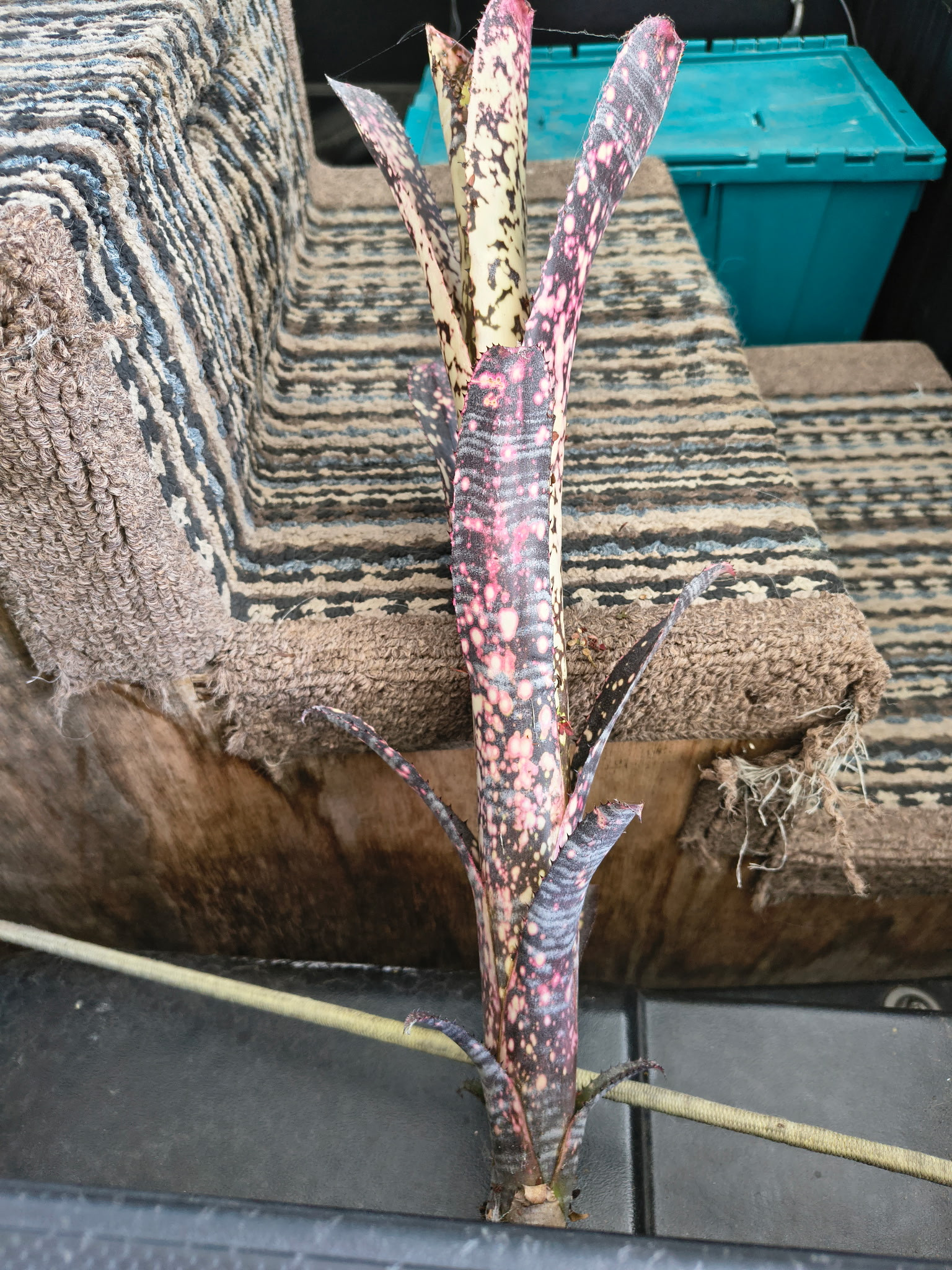 Billbergia Novena - Bird Rock Tropicals
