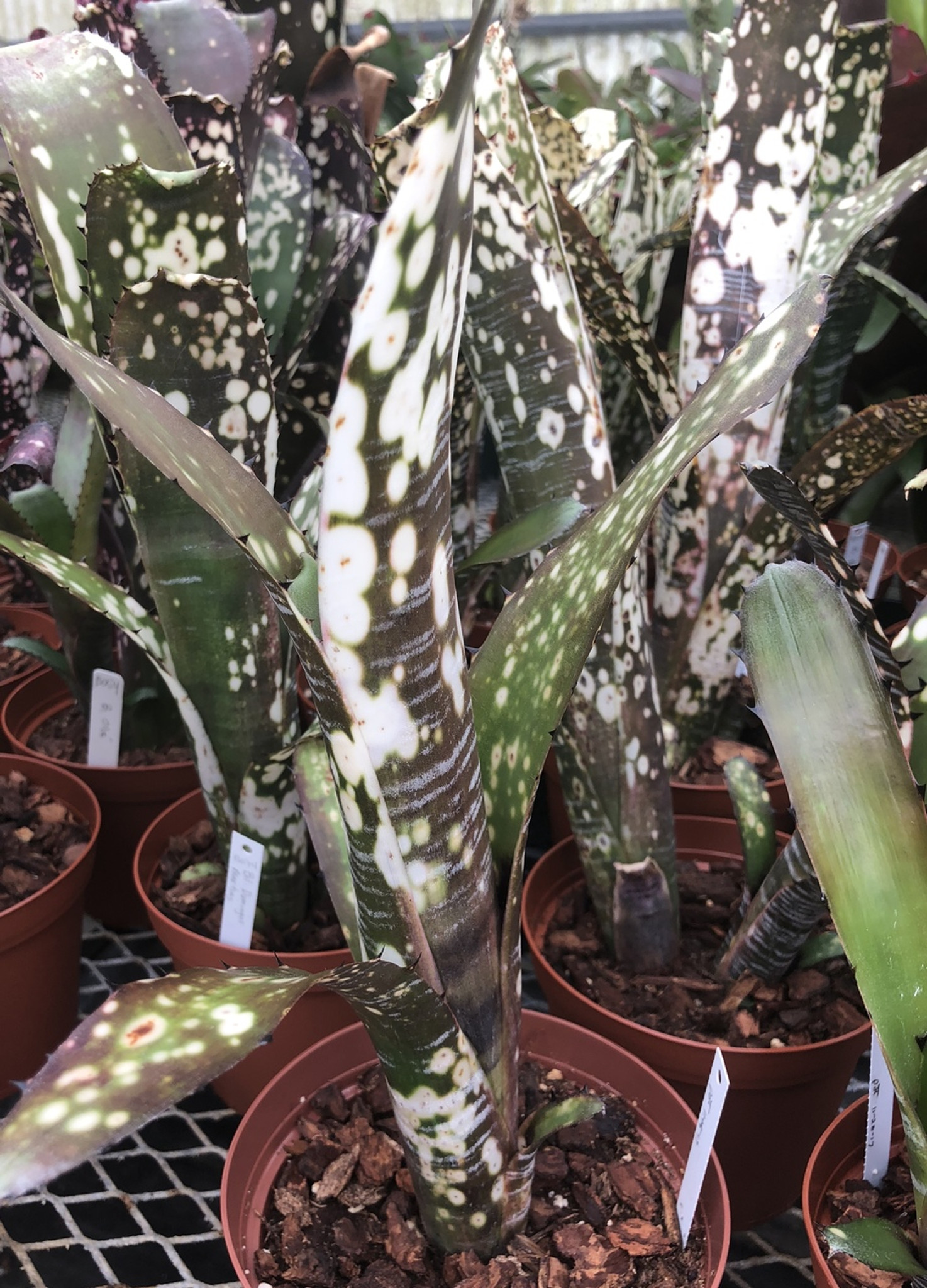 Billbergia vittata 'Domingos Martins'