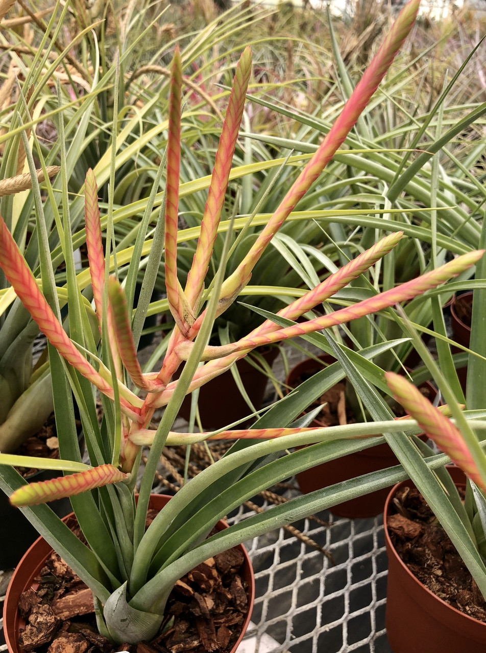 Tillandsia Pocky - (T. flabellata X fasciculata) - Bird Rock Tropicals