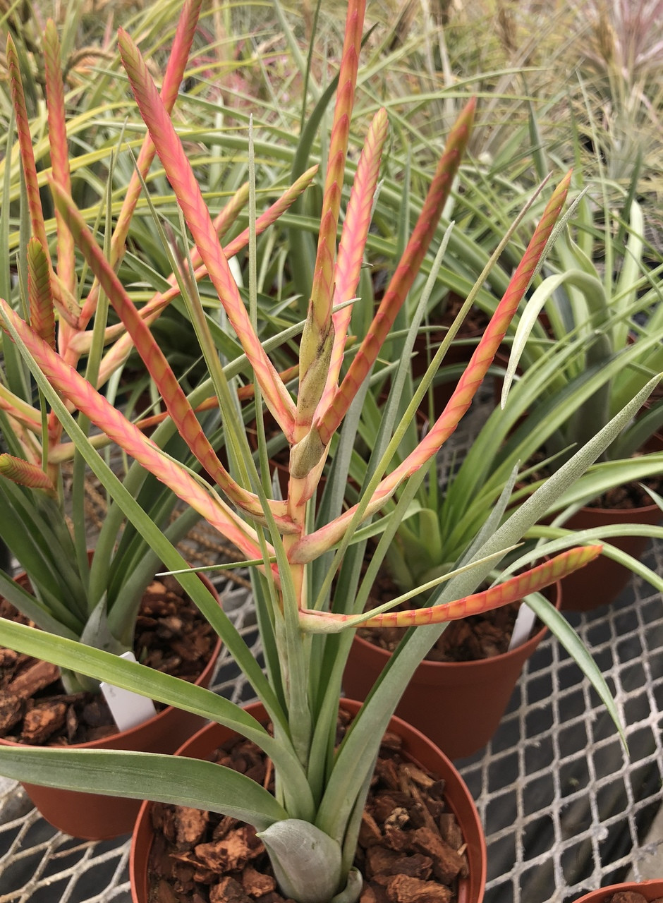 同梱割Tillandsia ' Flake' T'S TROPICALS 同梱割Tillandsia ' Flake
